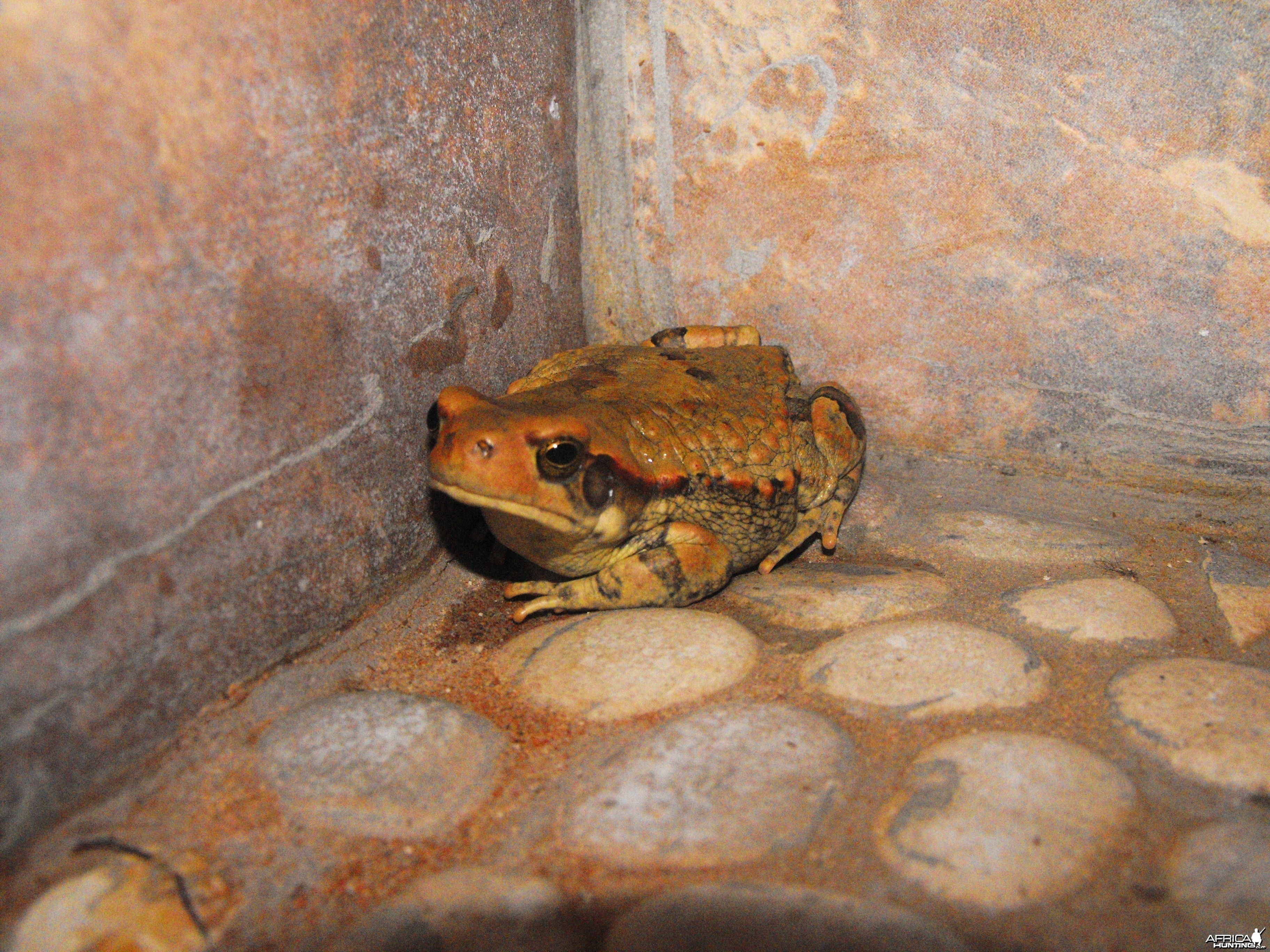 Cute little, yet welcomed toad that subbornly kept ending up in our shower.