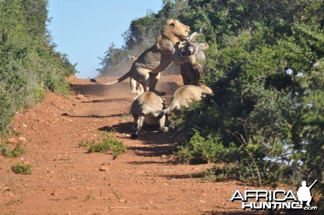 Failed Lion Ambush