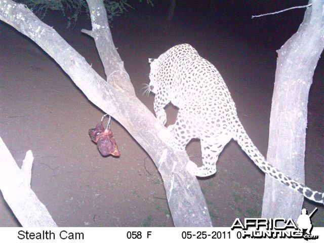 Leopard on Bait in Namibia