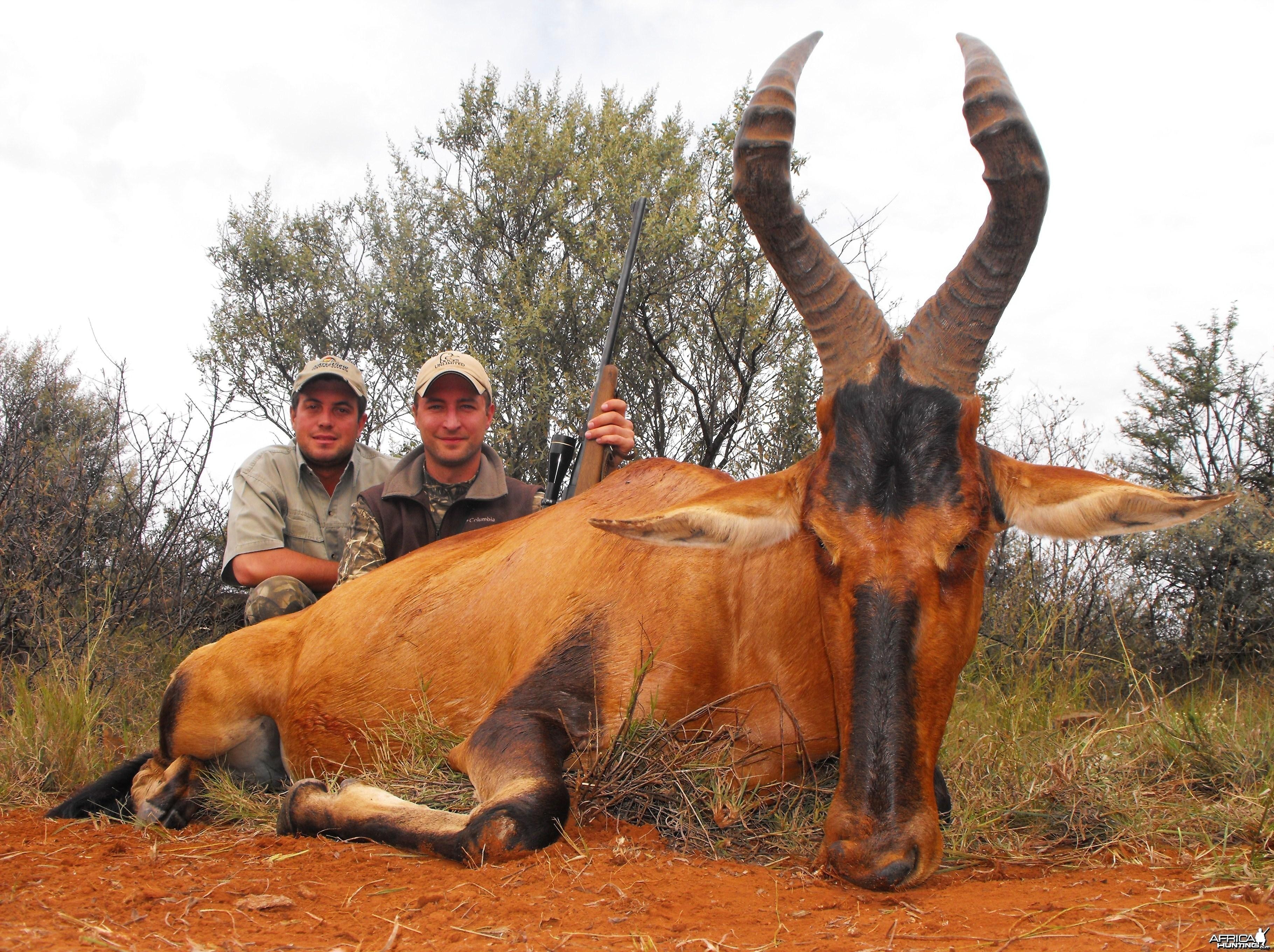 Nice Red Hartebeest