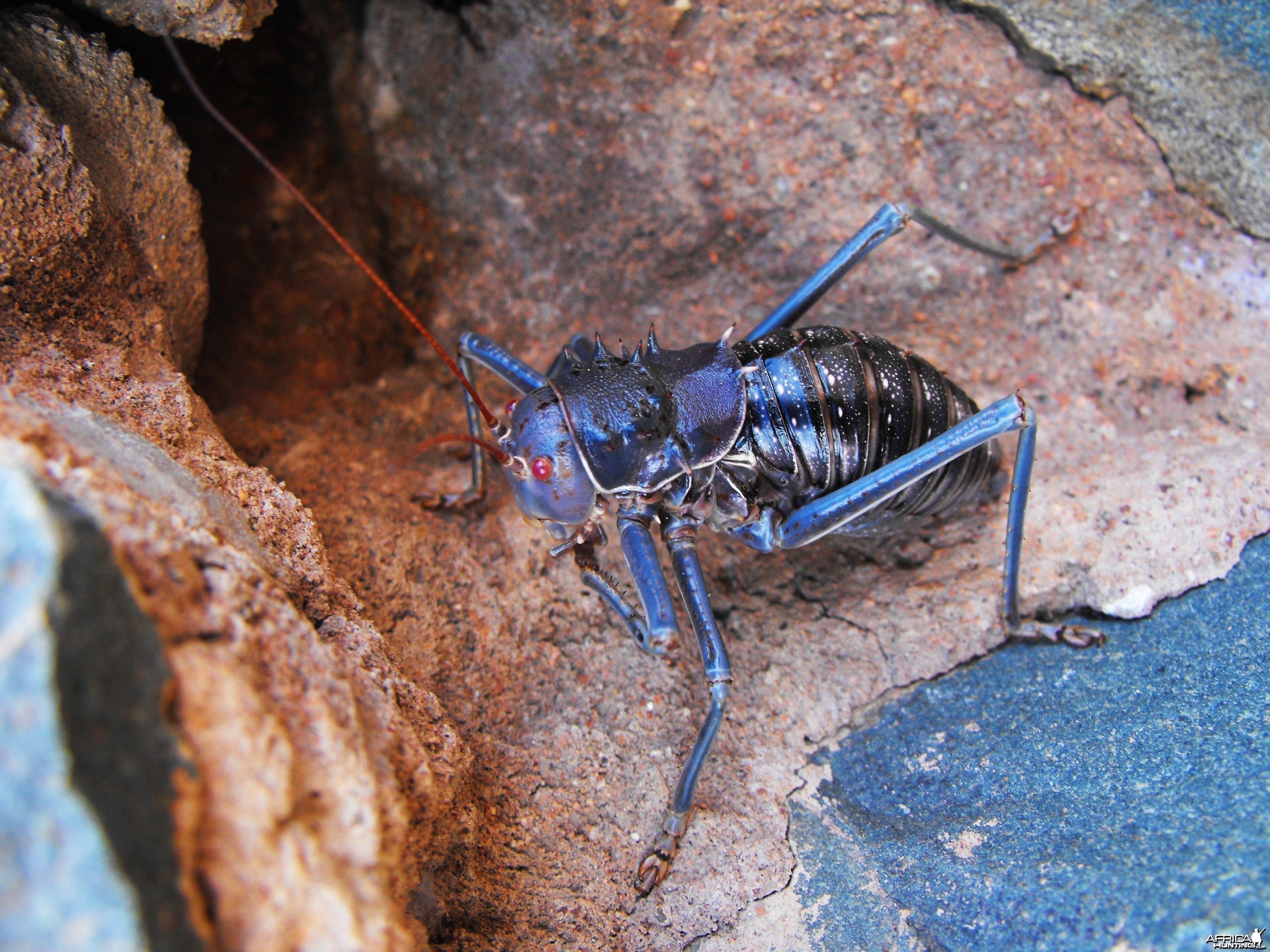 Armored Cricket