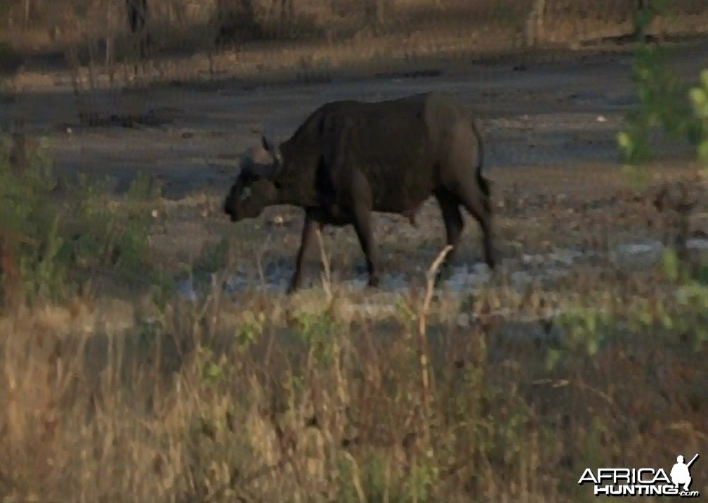 Walking Buffalo