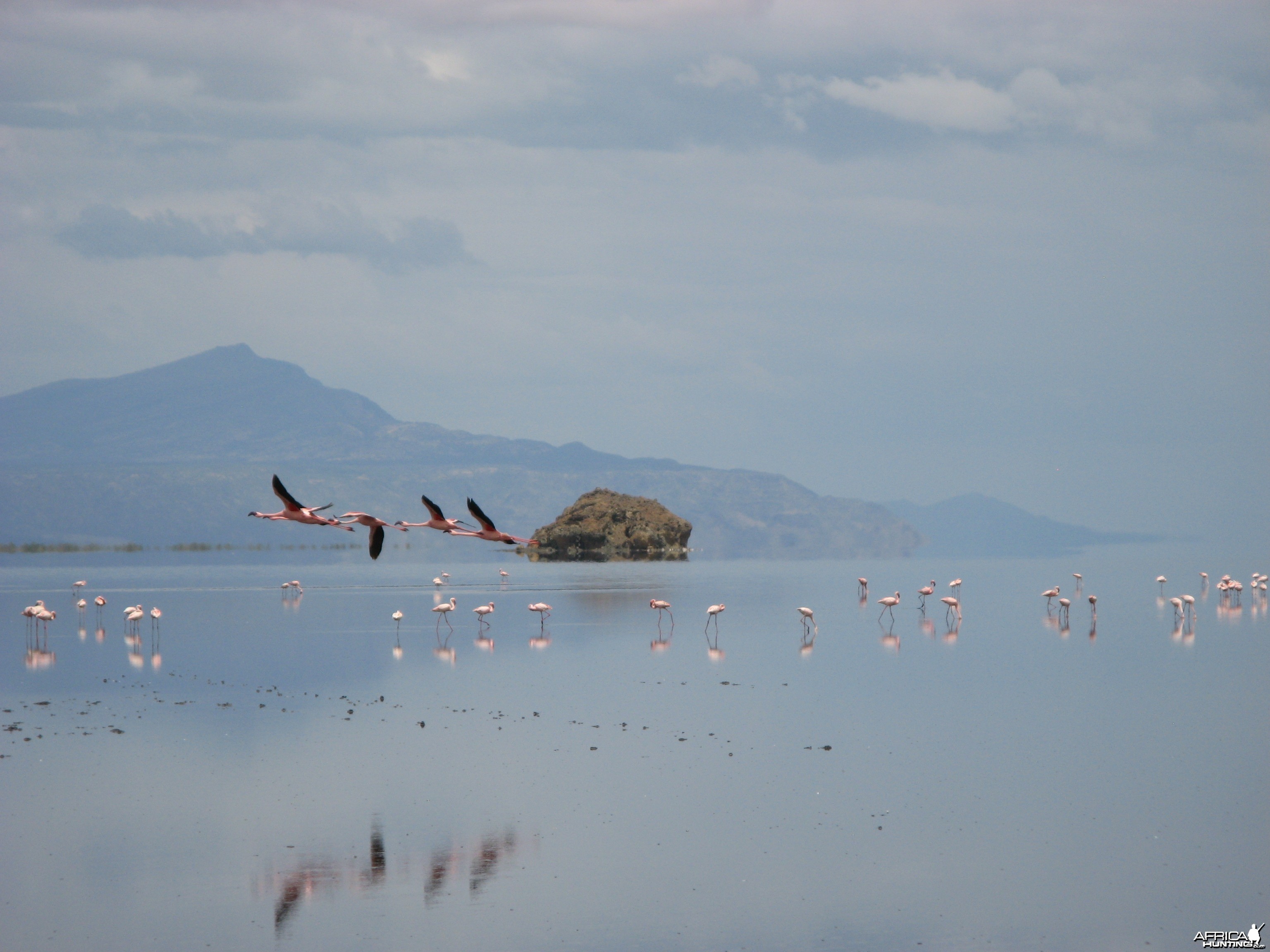 Lesser Flamingos at Lake Natron