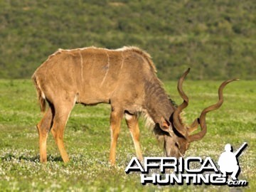 Hunting Kudu Bull