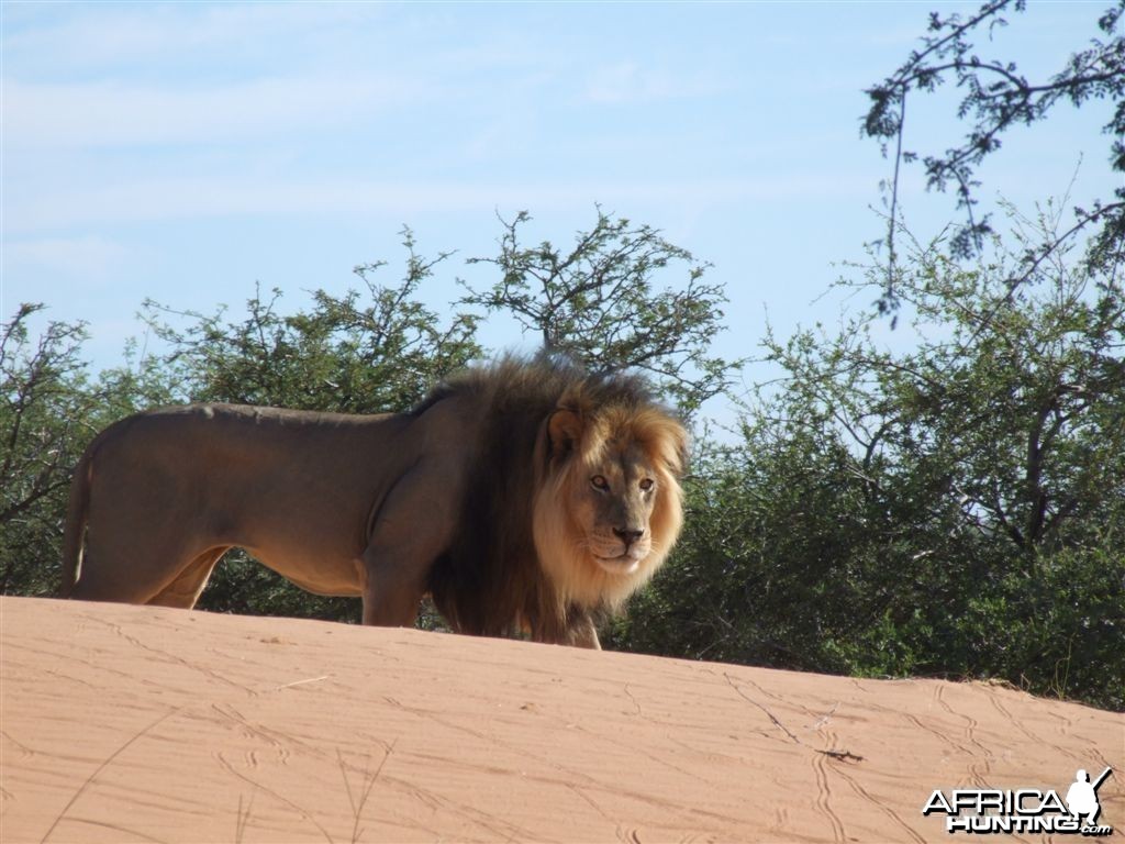 Free range Namibian Lion