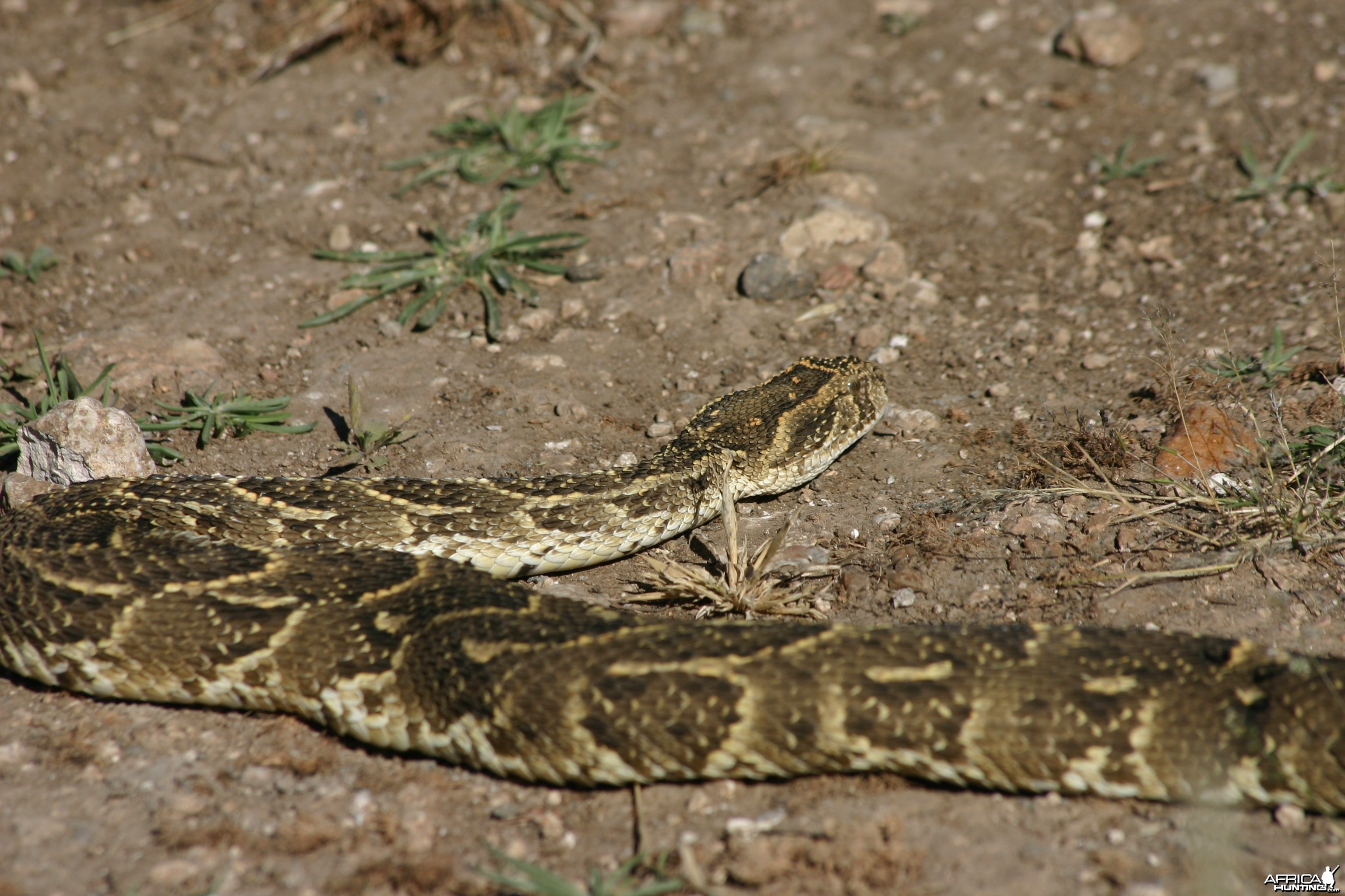 Puff Adder