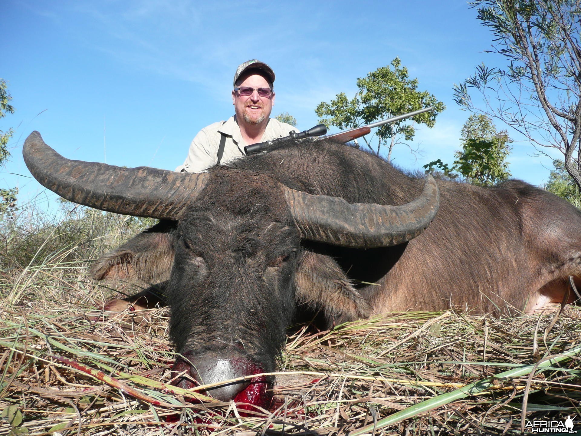 Hunting Australian Buffalo