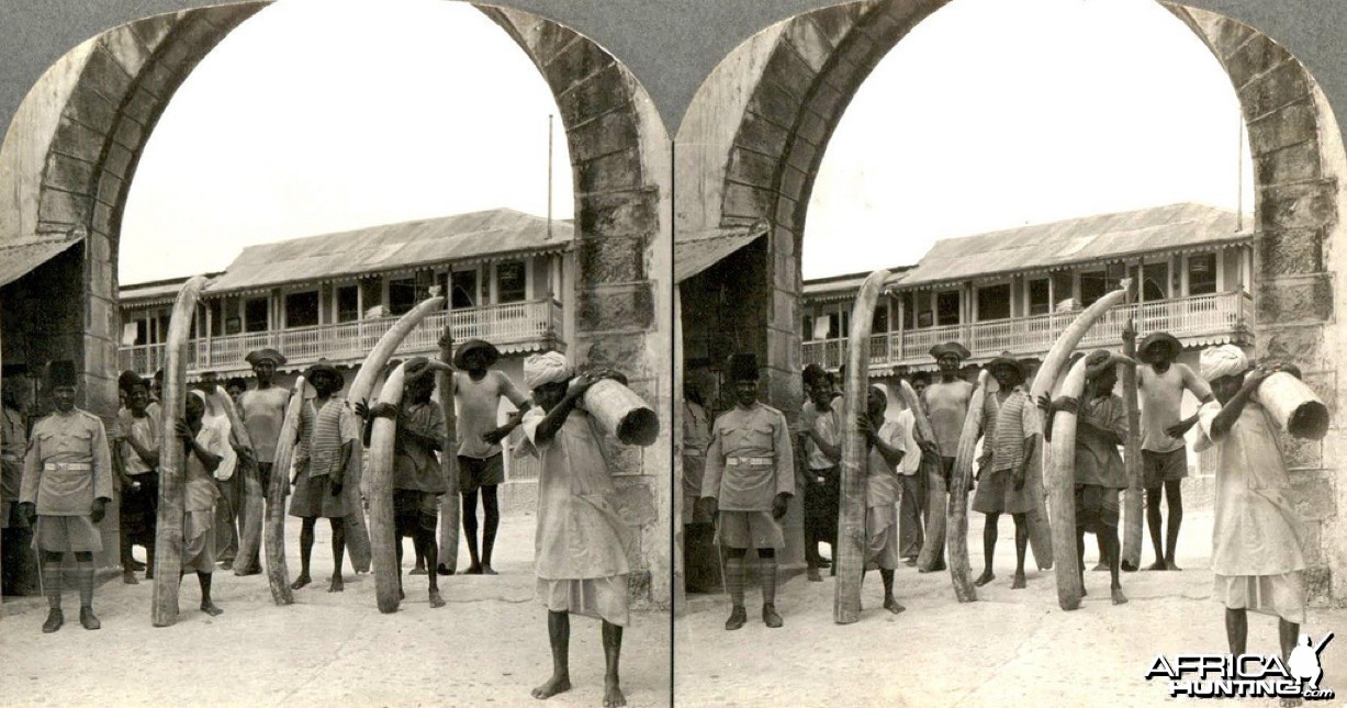 Ivory from the African jungle being readied for export in Mombasa