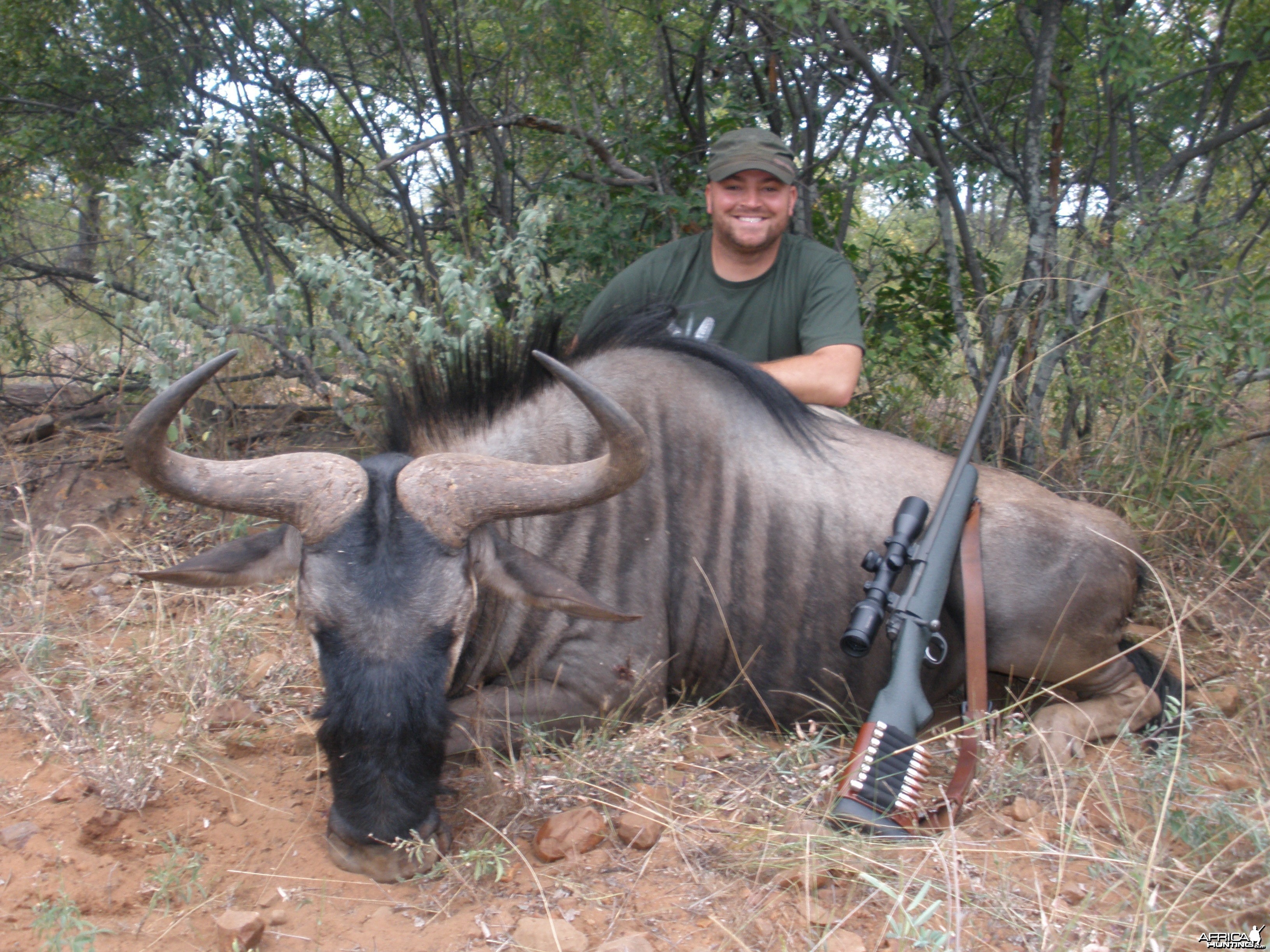 2011 Zimbabwe Wildebeest