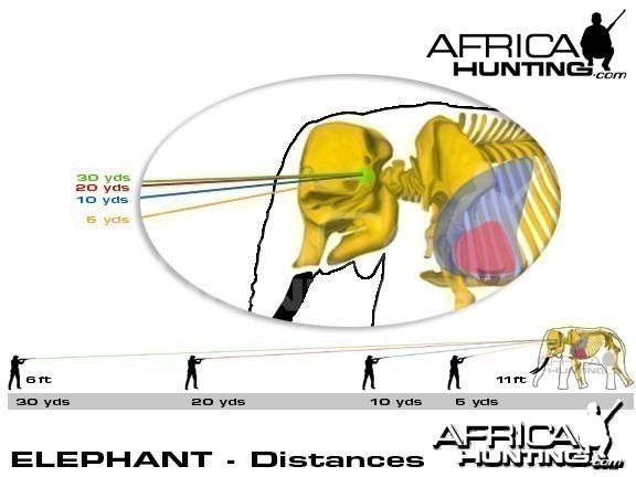 Hunting Elephant Shot Placement