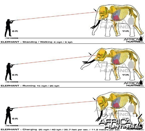 Hunting Elephant Shot Placement