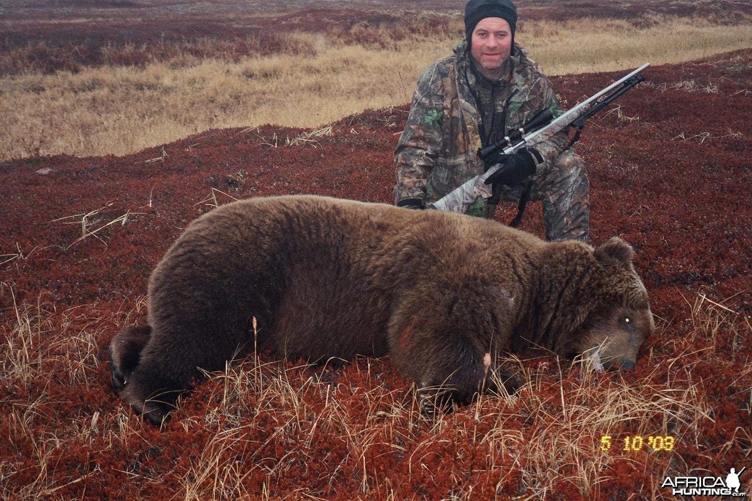 Alaska Brown Bear