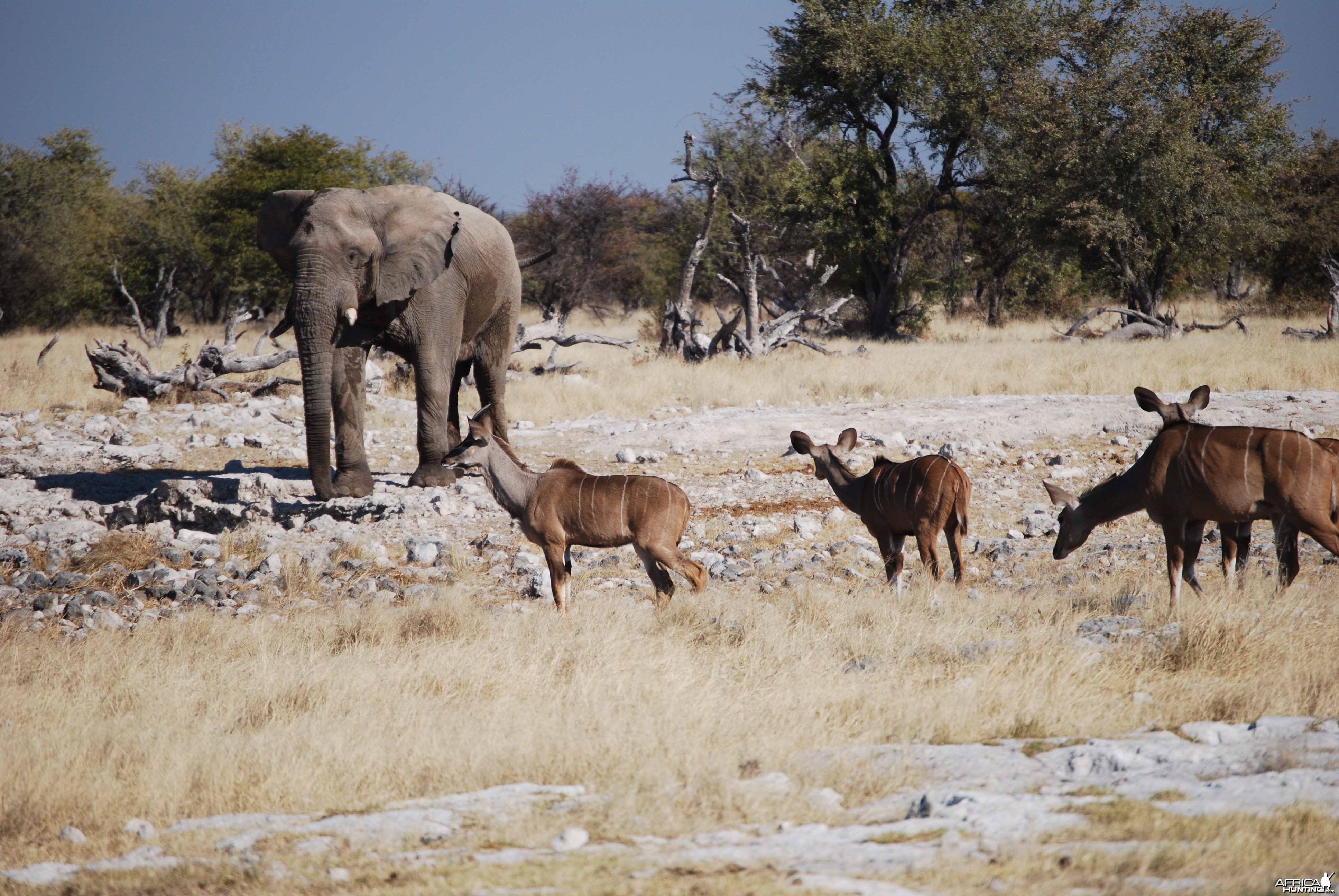 Classic Etosha