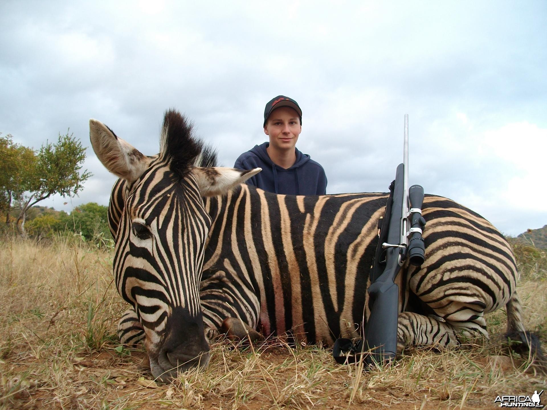 Zebra hunted in Limpopo SA