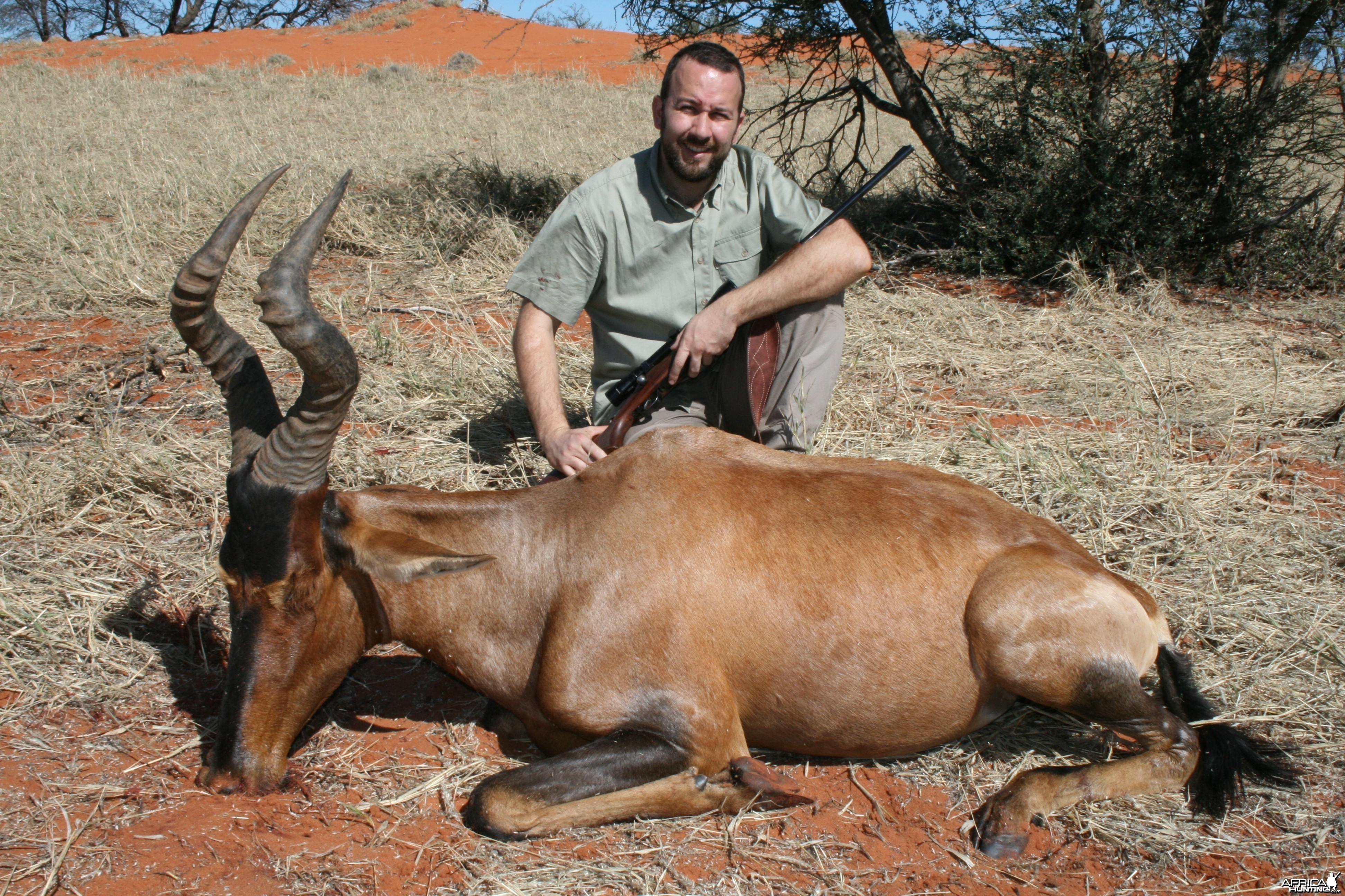 Red Hartebeest Kalahari