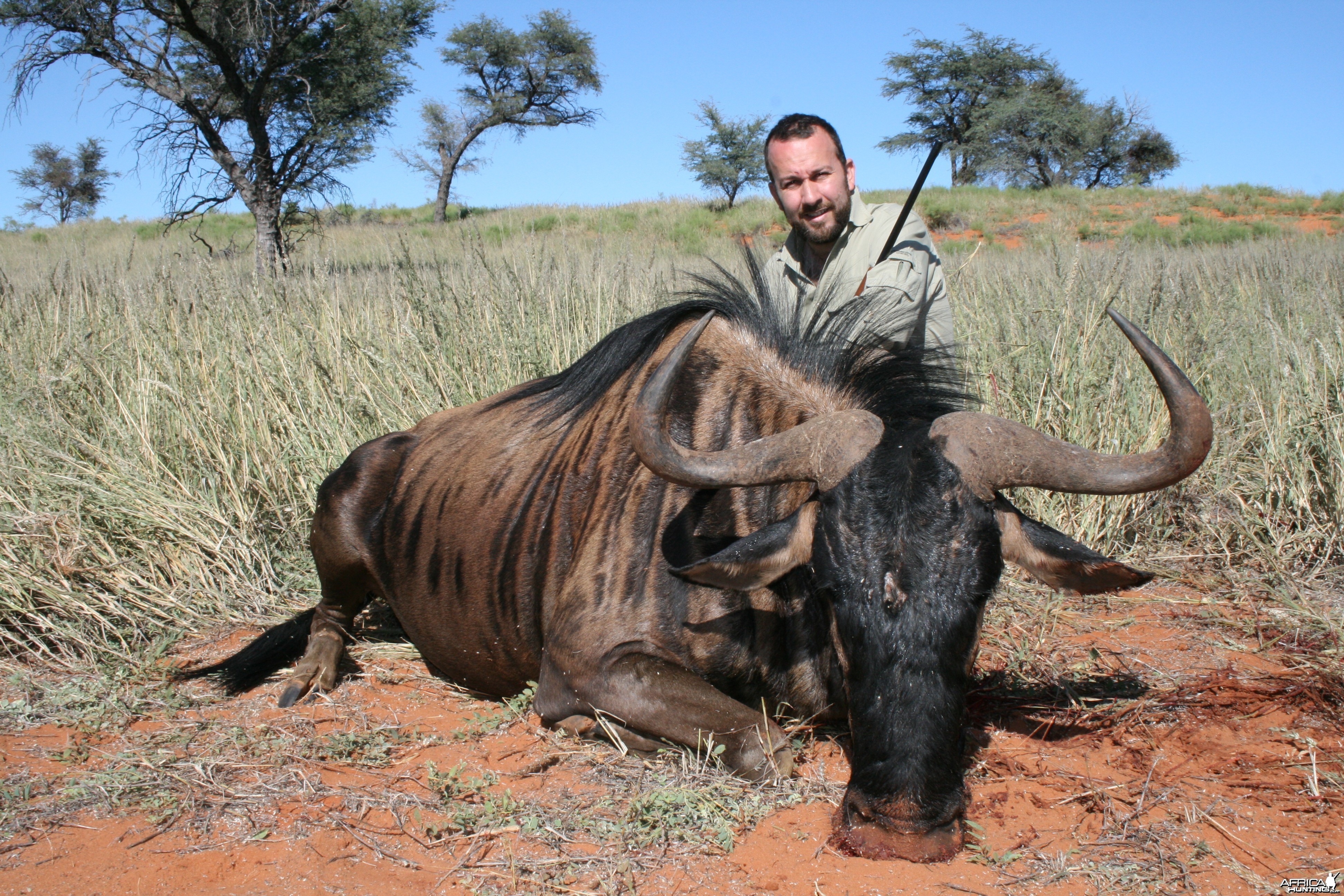 Blue Wildebeest, Kalahari