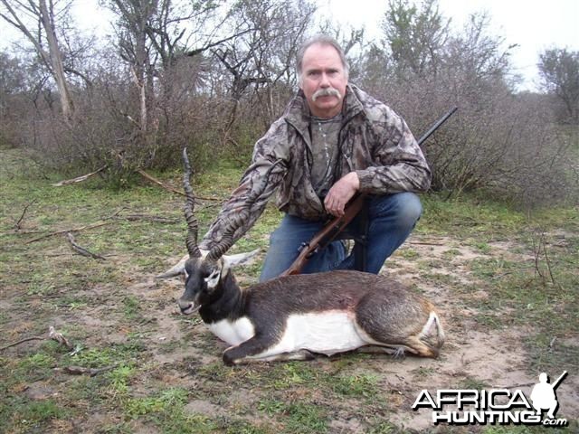 Blackbuck antelope