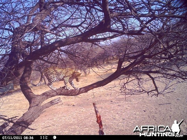 Baited Leopard in Namibia