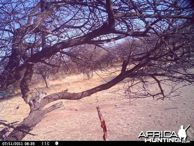 Baited Leopard in Namibia