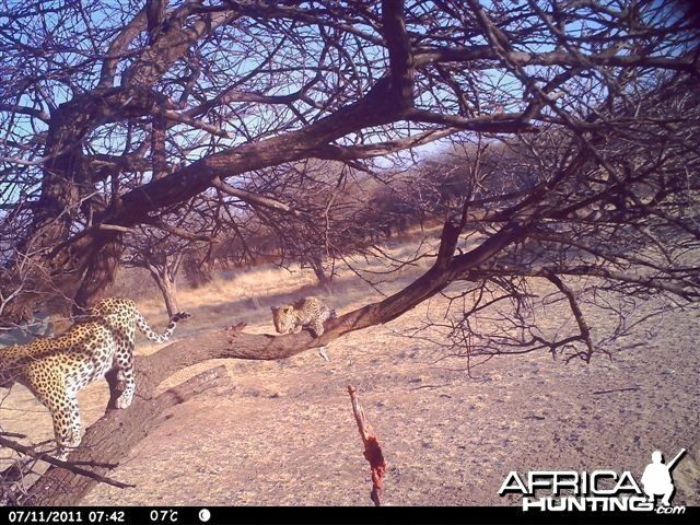 Baited Leopard in Namibia