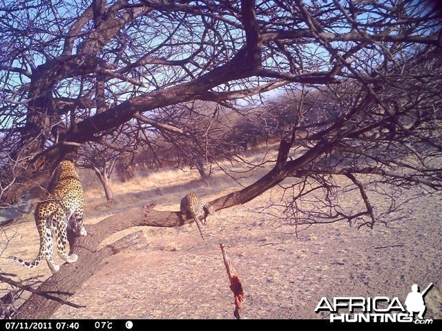 Baited Leopard in Namibia