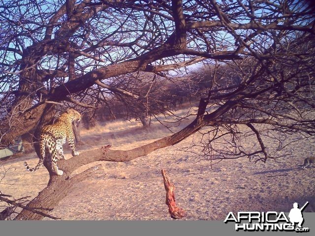 Baited Leopard in Namibia