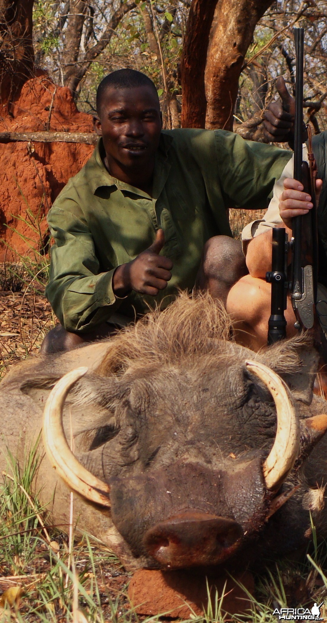 15.8 inch Warthog hunted in CAR with Central African Wildlife Adventures