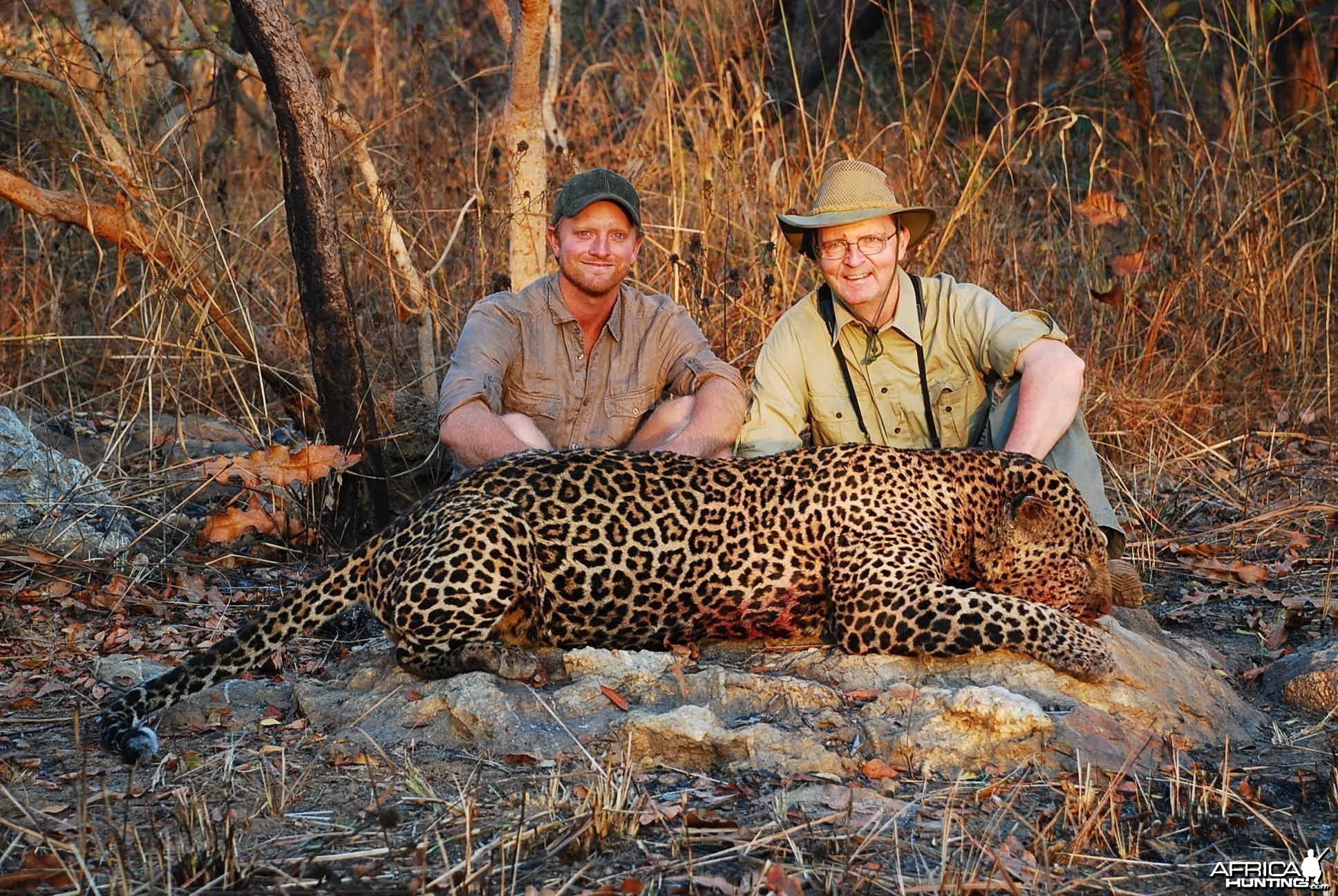 80 kg plus Leopard hunted in CAR with Central African Wildlife Adventures