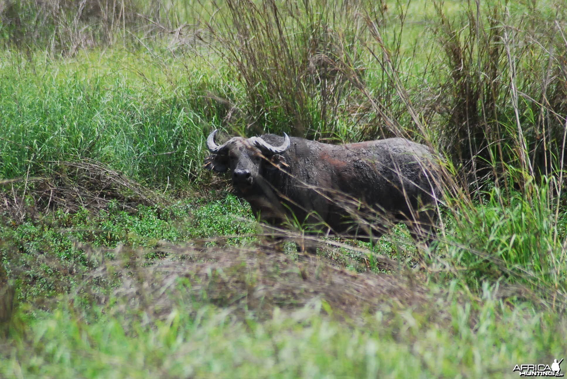 CAR with Central African Wildlife Adventures