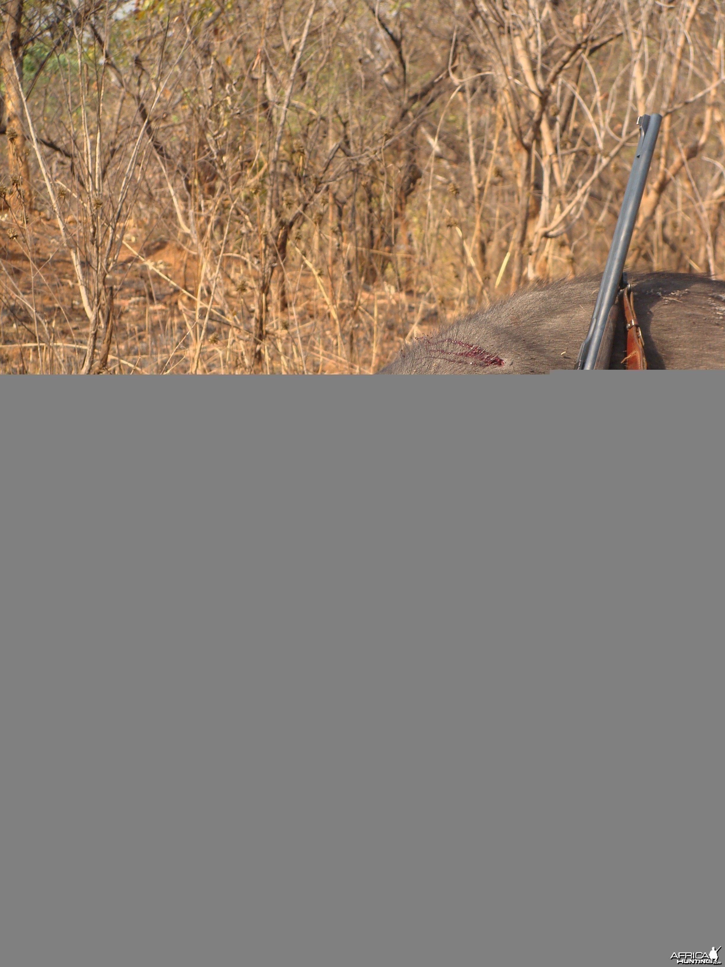 Forest Buffalo hunted in CAR with Central African Wildlife Adventures