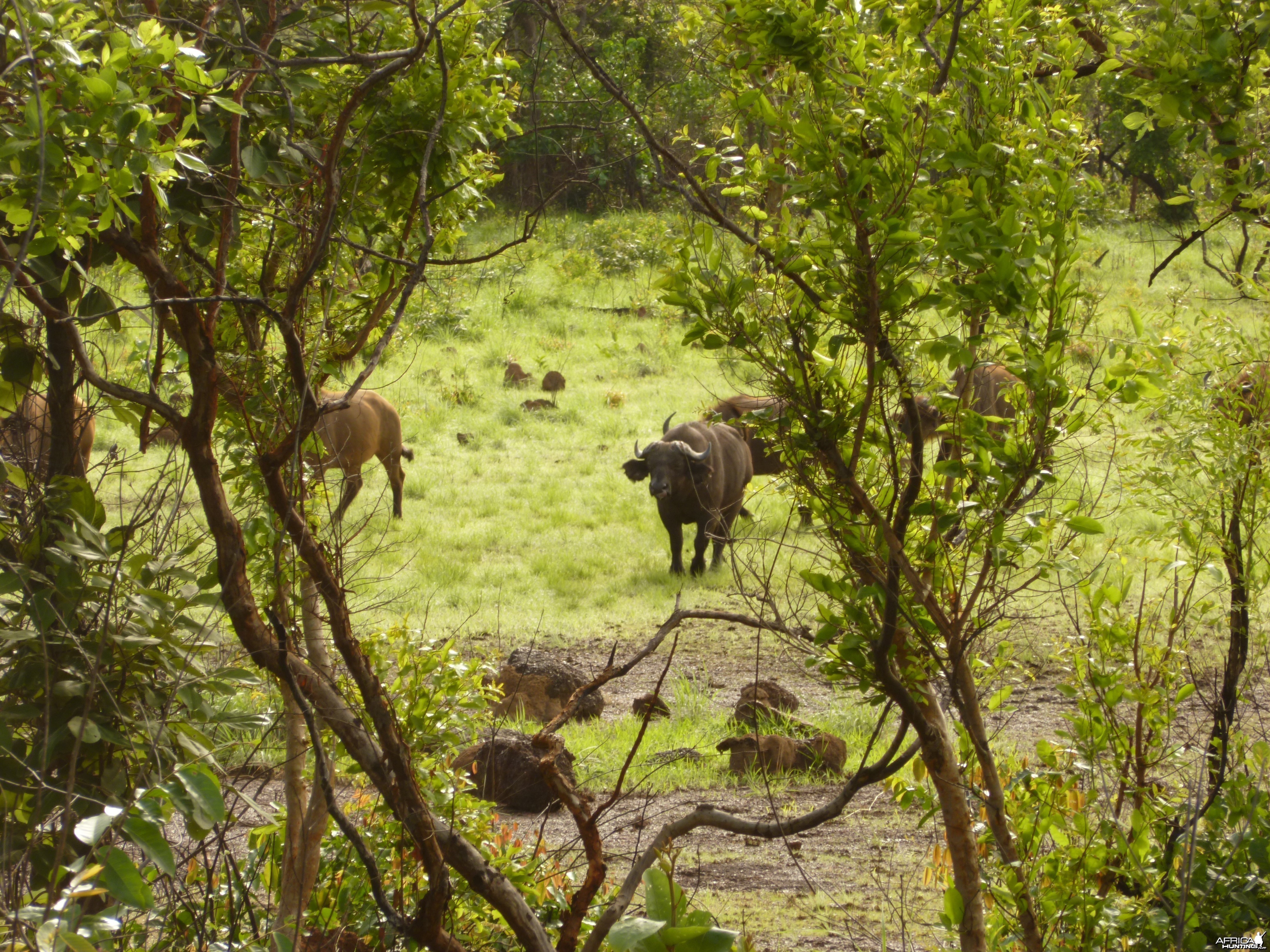 CAR with Central African Wildlife Adventures