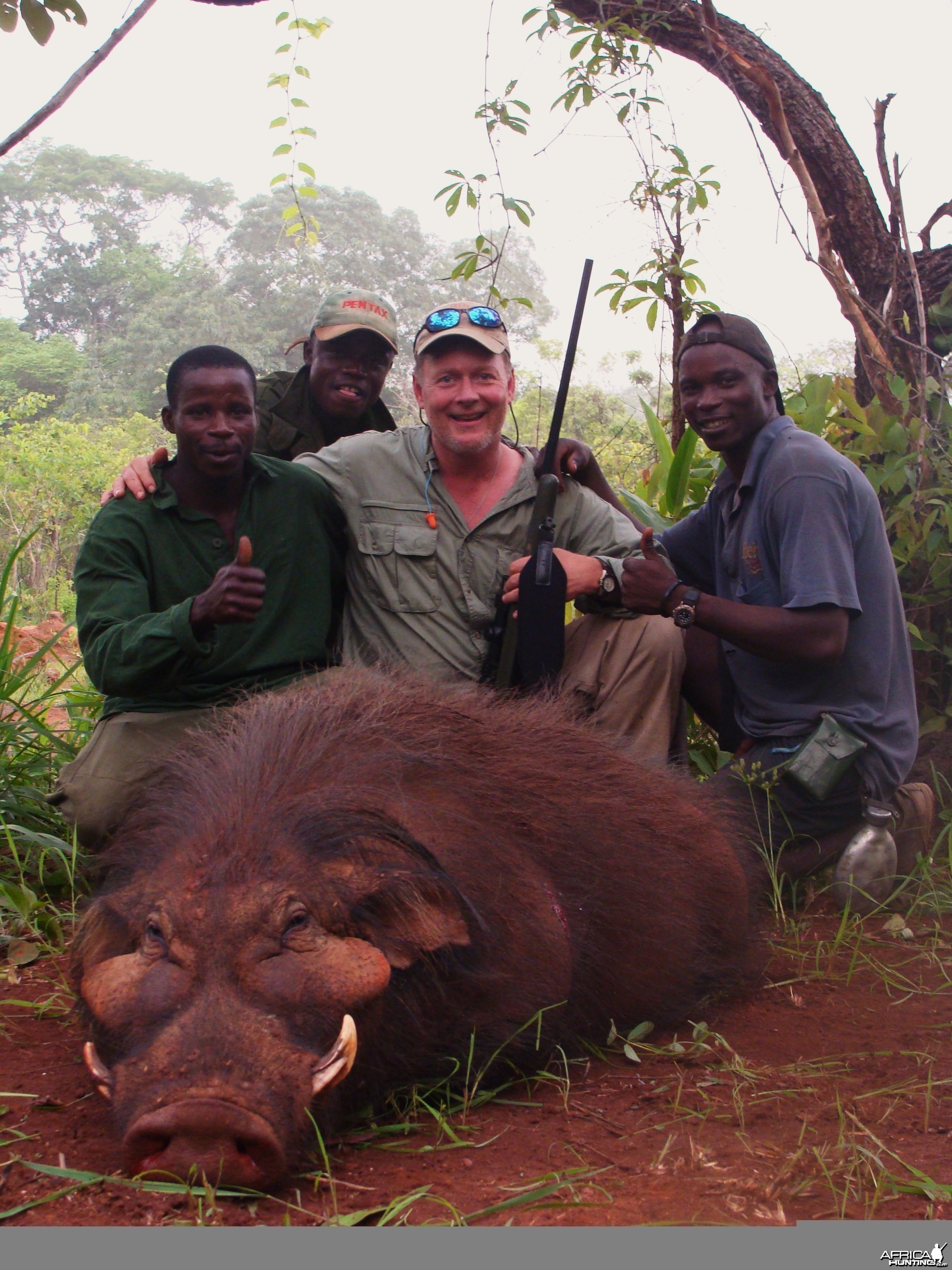 Very old Giant Forest Hog hunted in CAR with Central African Wildlife Adven