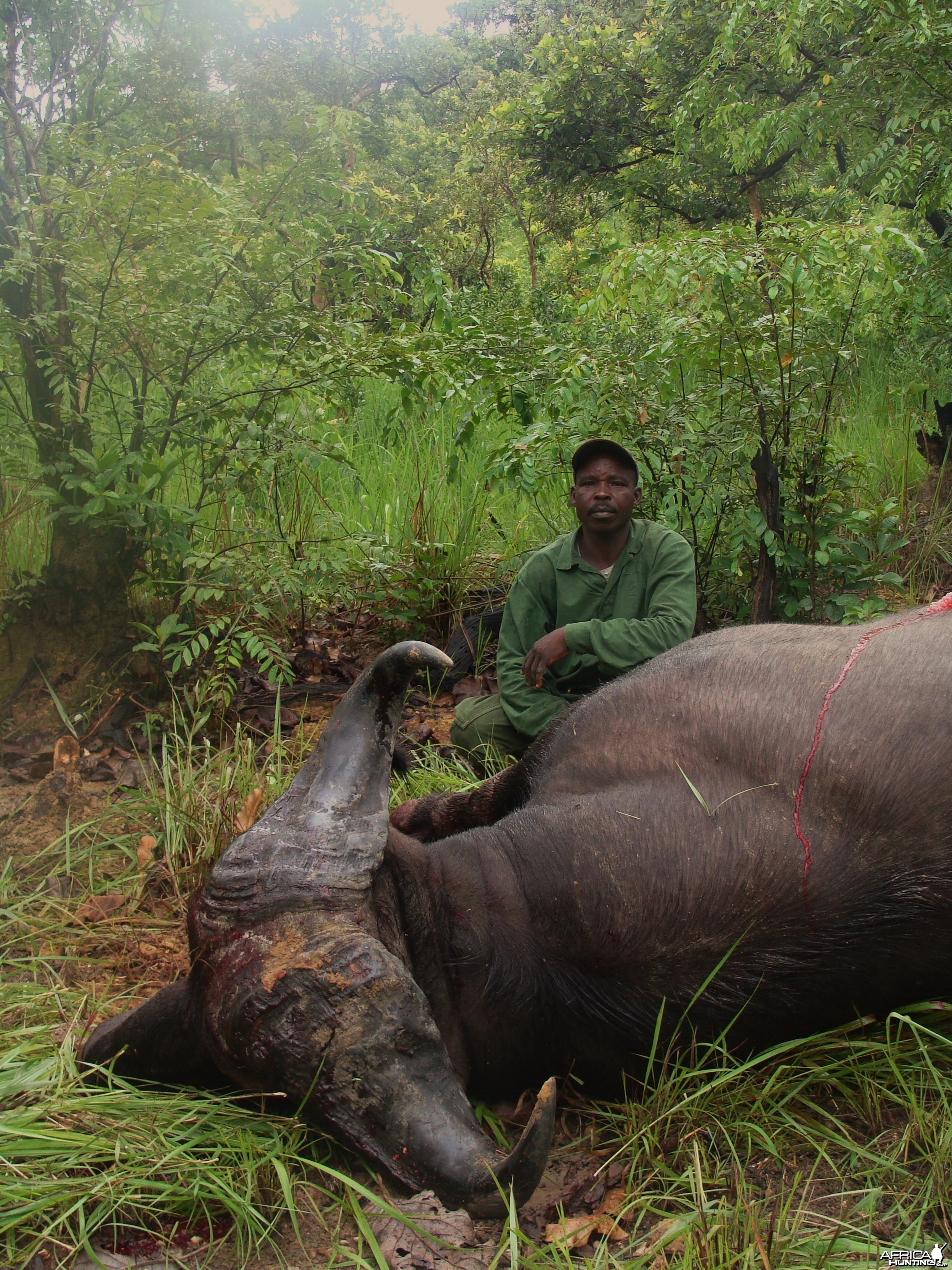 Very old 33 inch spread Buffalo hunted in CAR with Central African Wildlife