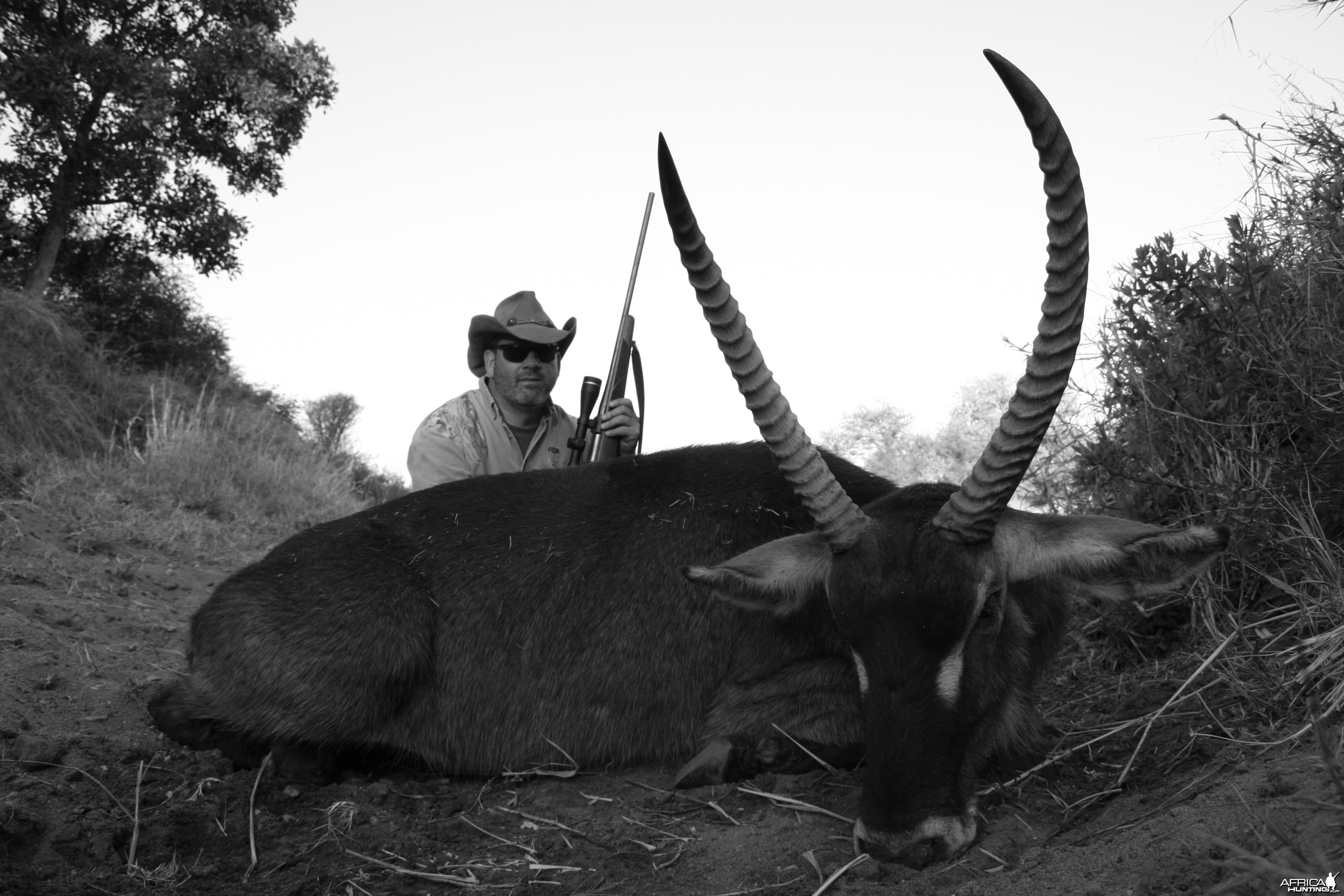 Waterbuck