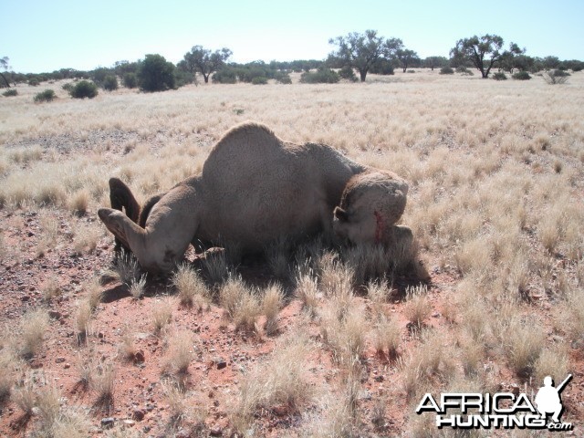 Hunting Camel in Australia