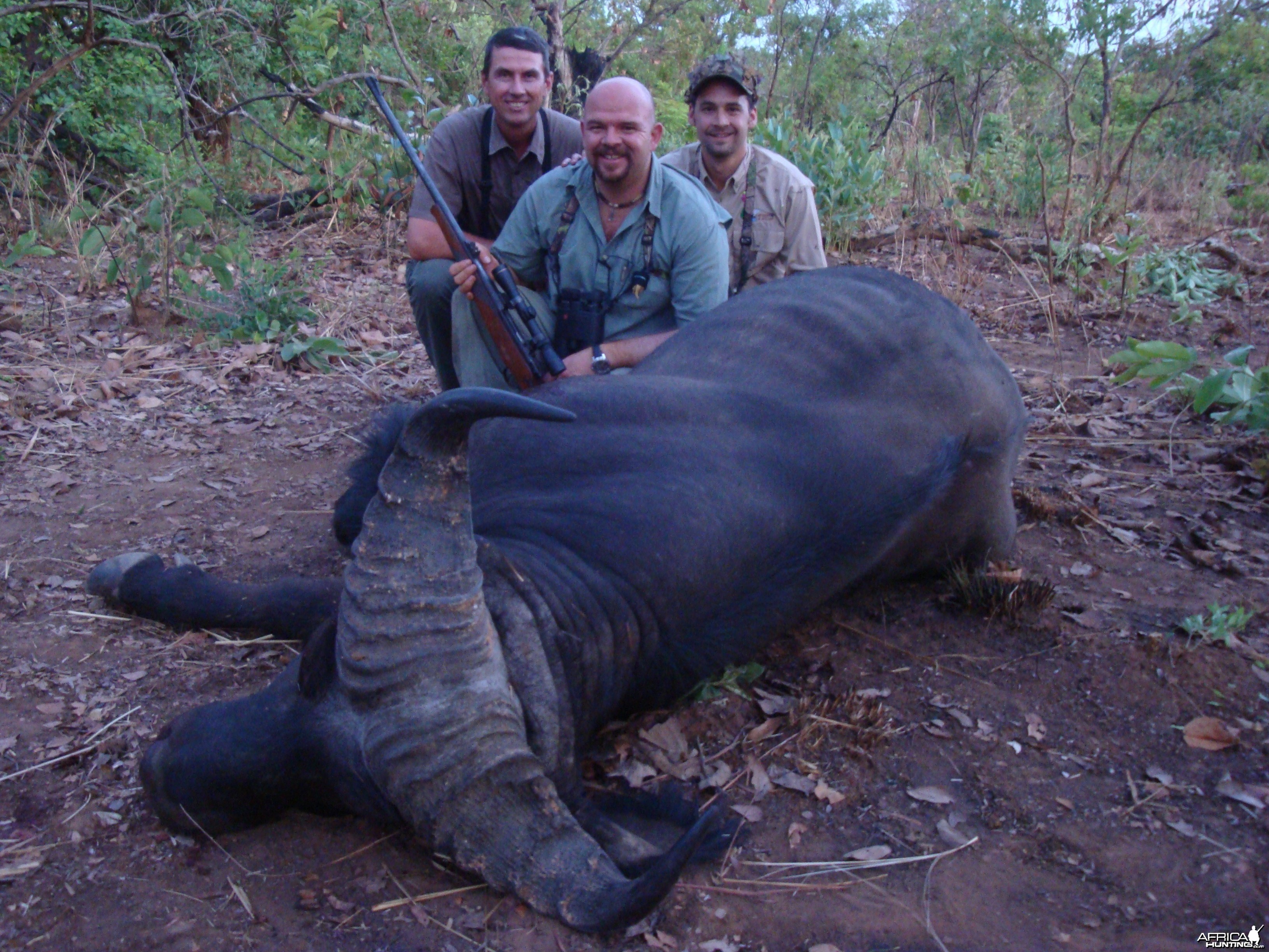 Buffalo hunted in Central African Republic with CAWA