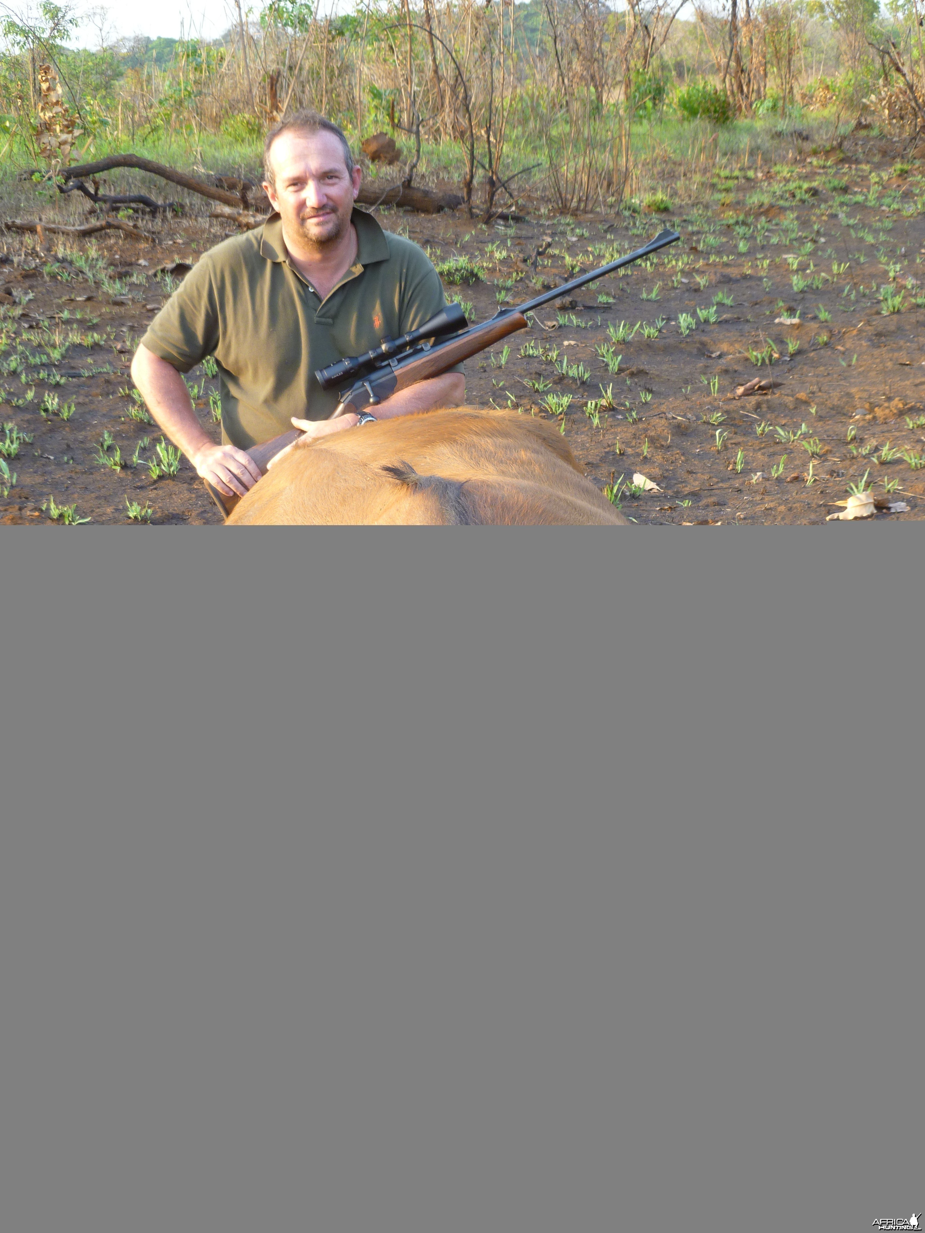 Buffalo hunted in Central African Republic with CAWA