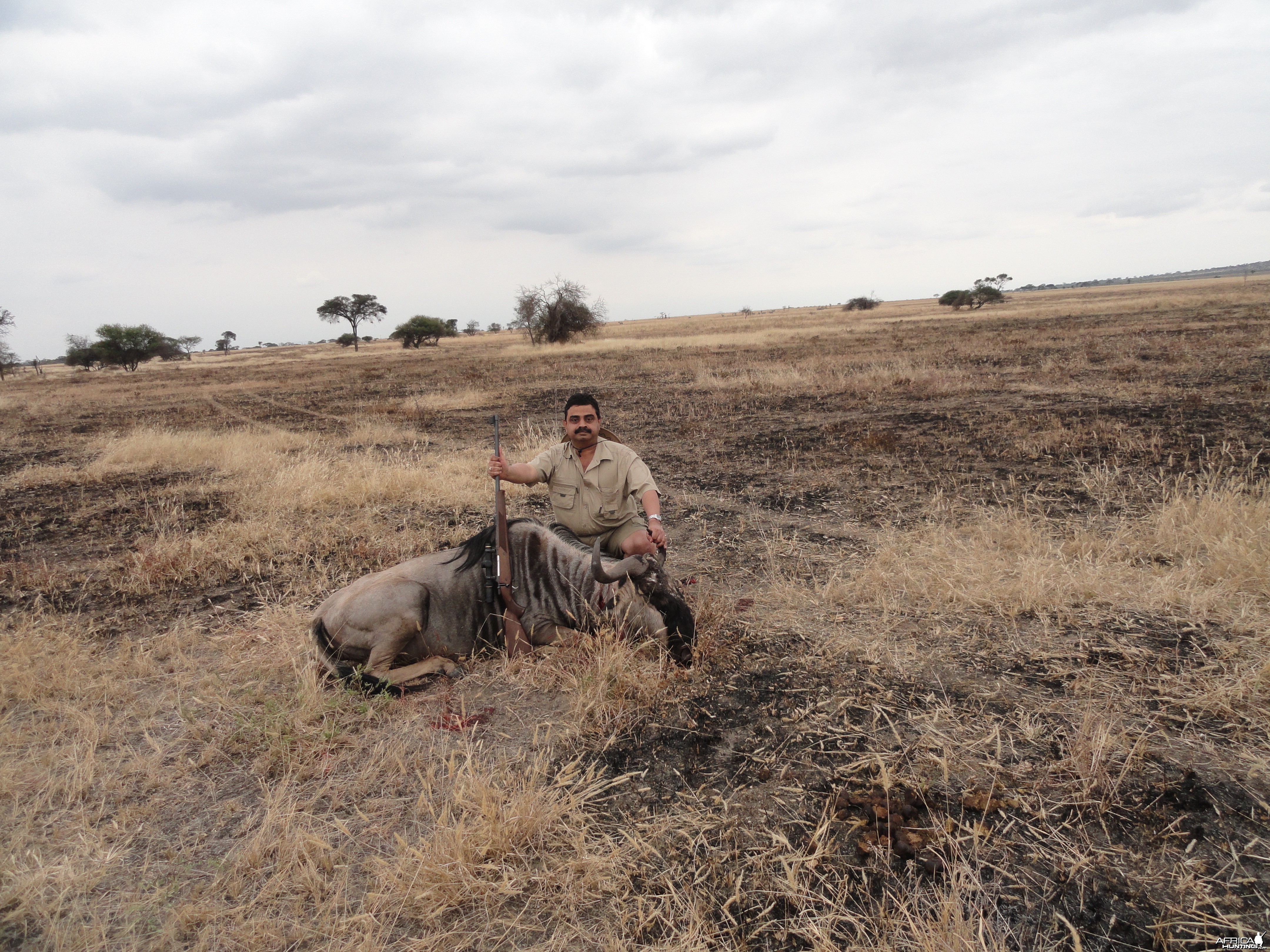 Blue Wildebeest