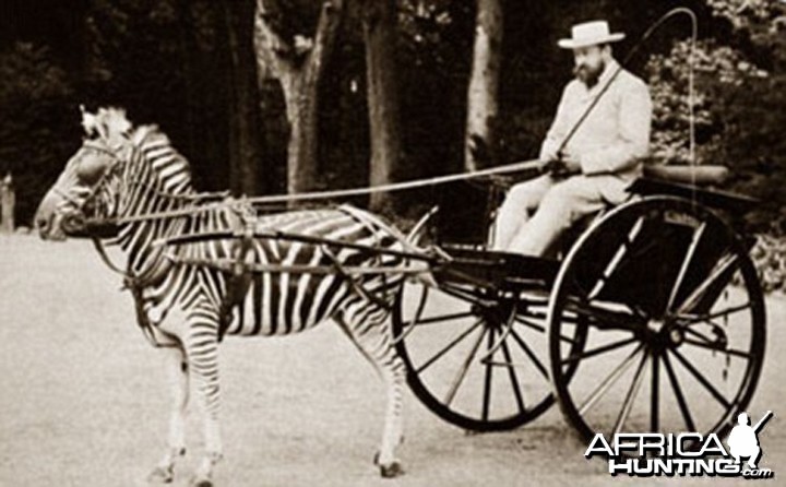 Zebra drawn carriage driven by Lord Lionel Walter Rothschild