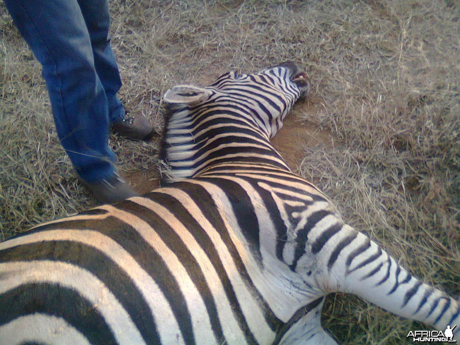 Radolfo's zebra