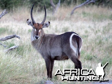 Waterbuck