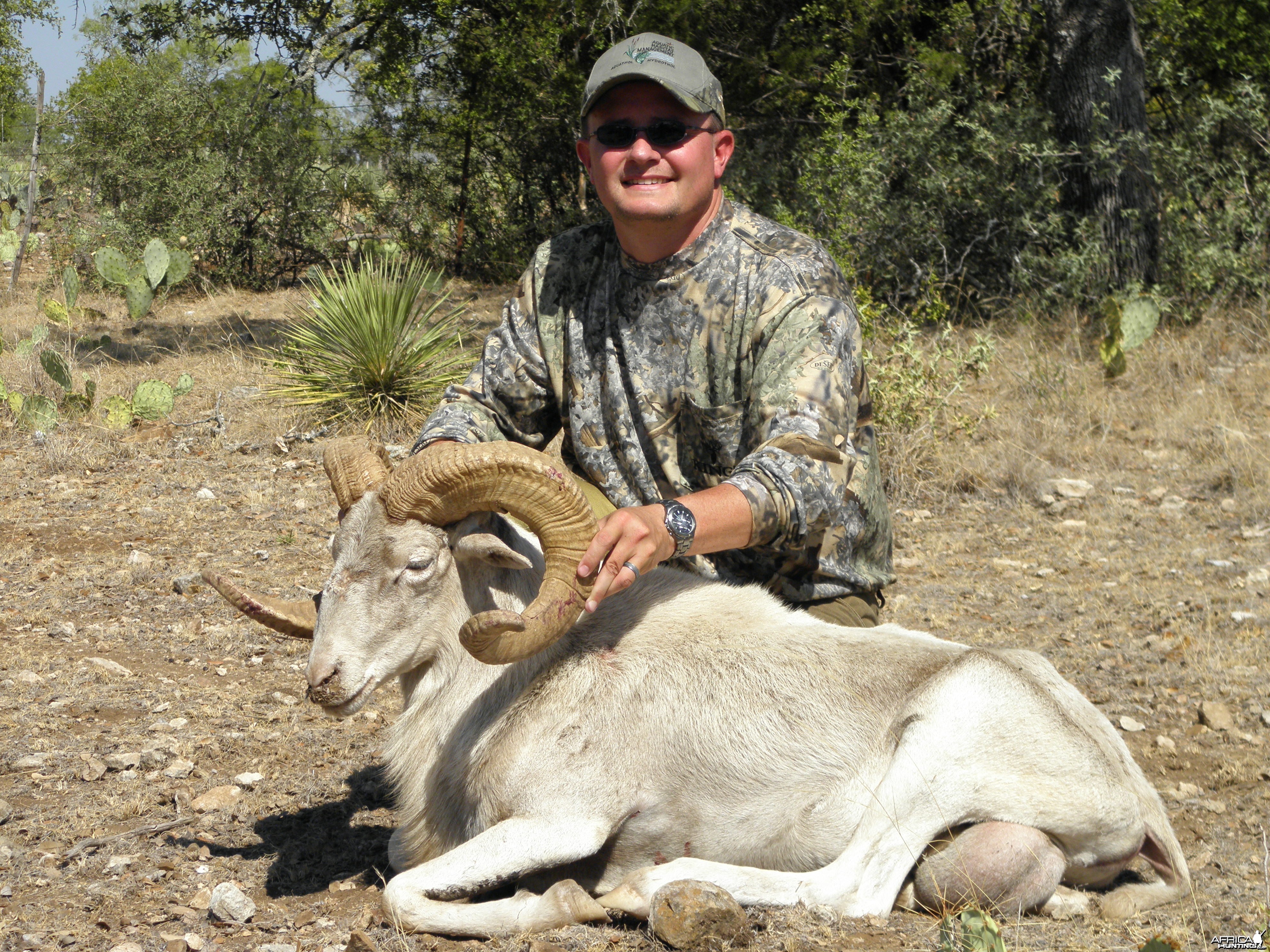 Texas Dall Ram - 2011