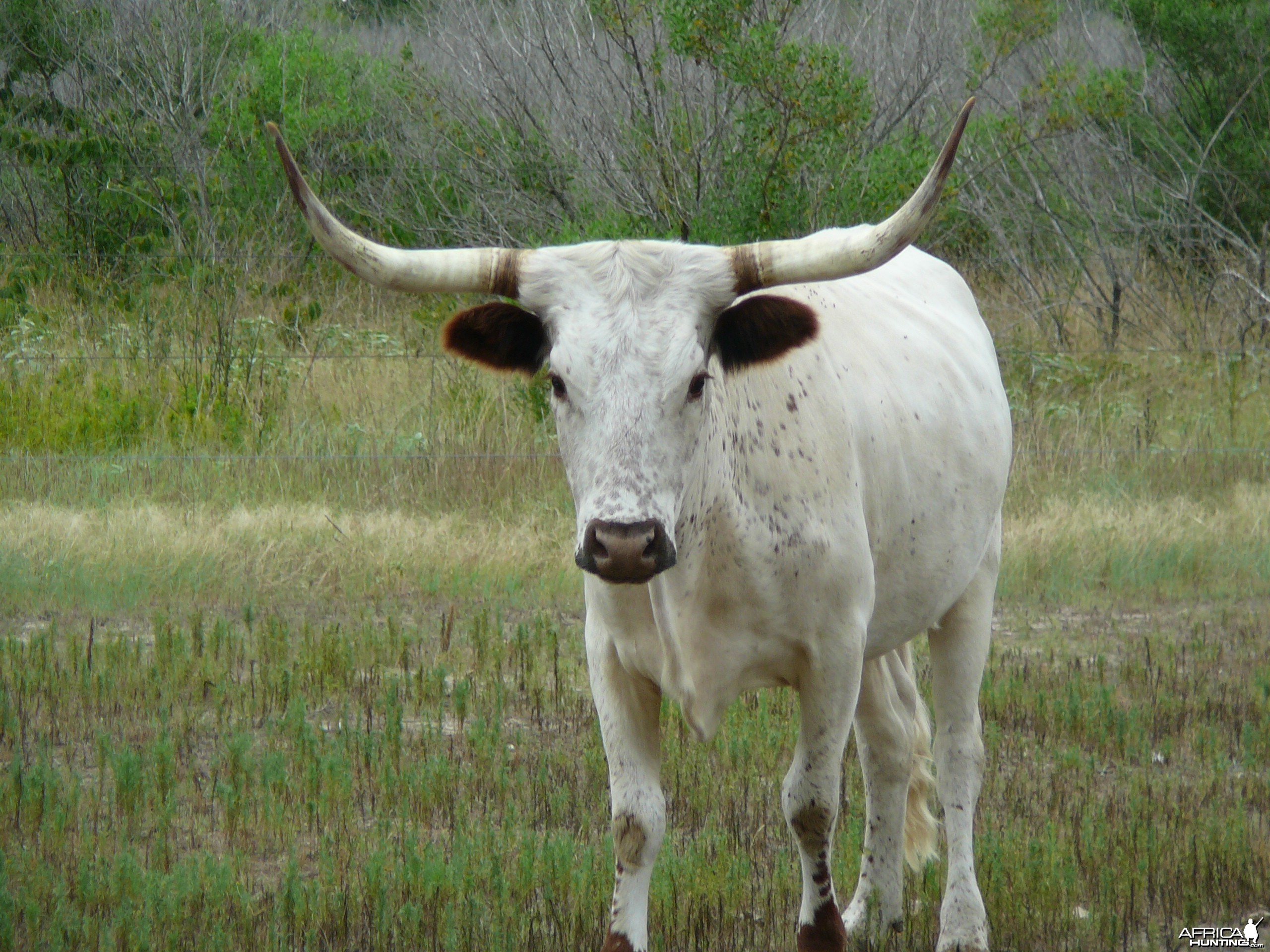 Longhorn