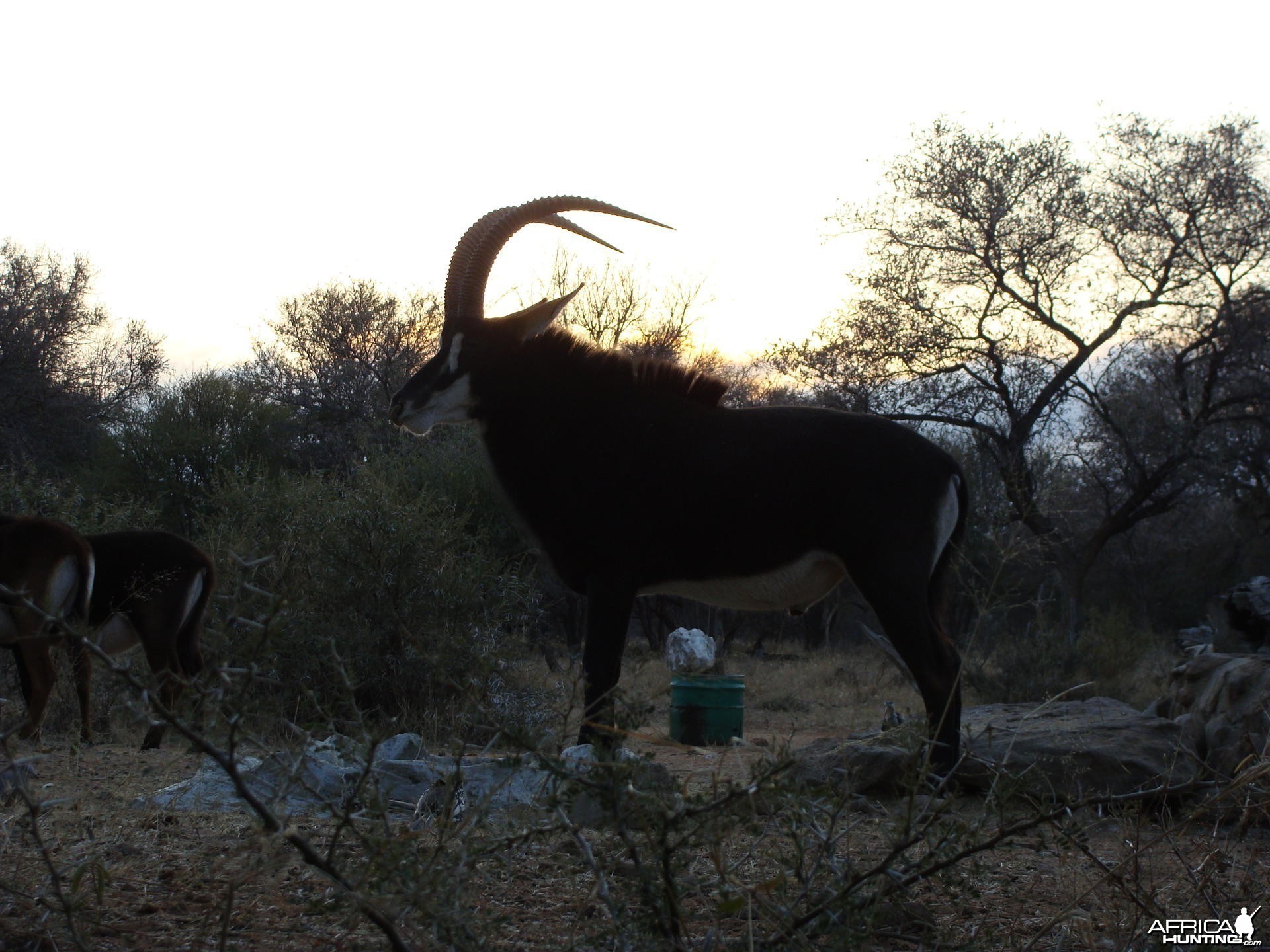 Sable South Africa