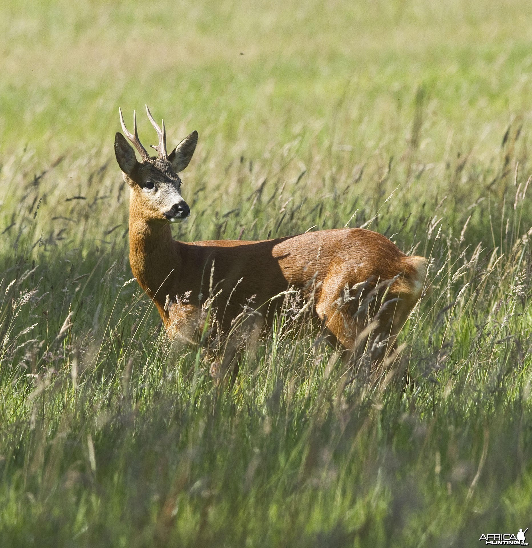 Roebuck