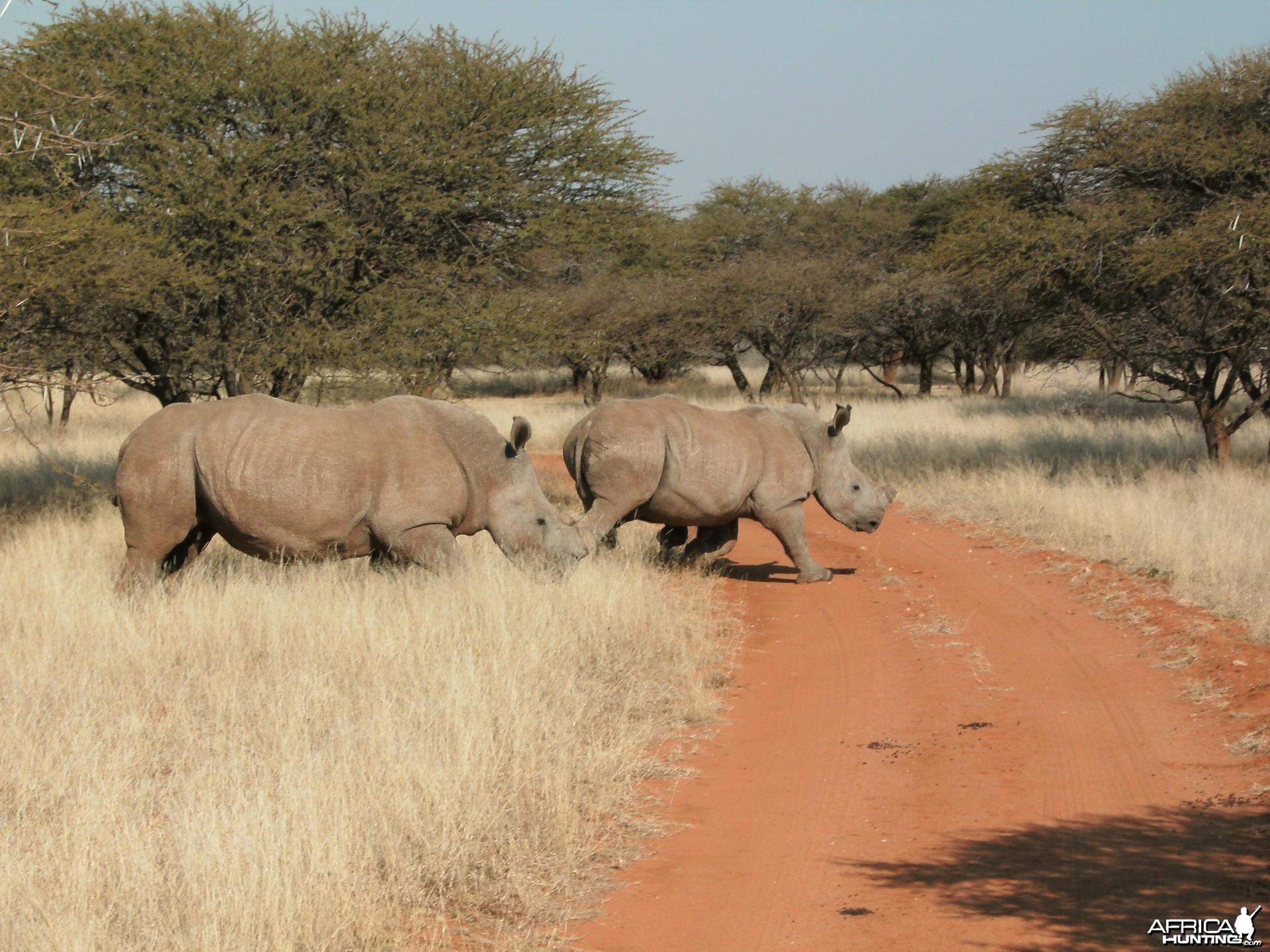 Rhinos