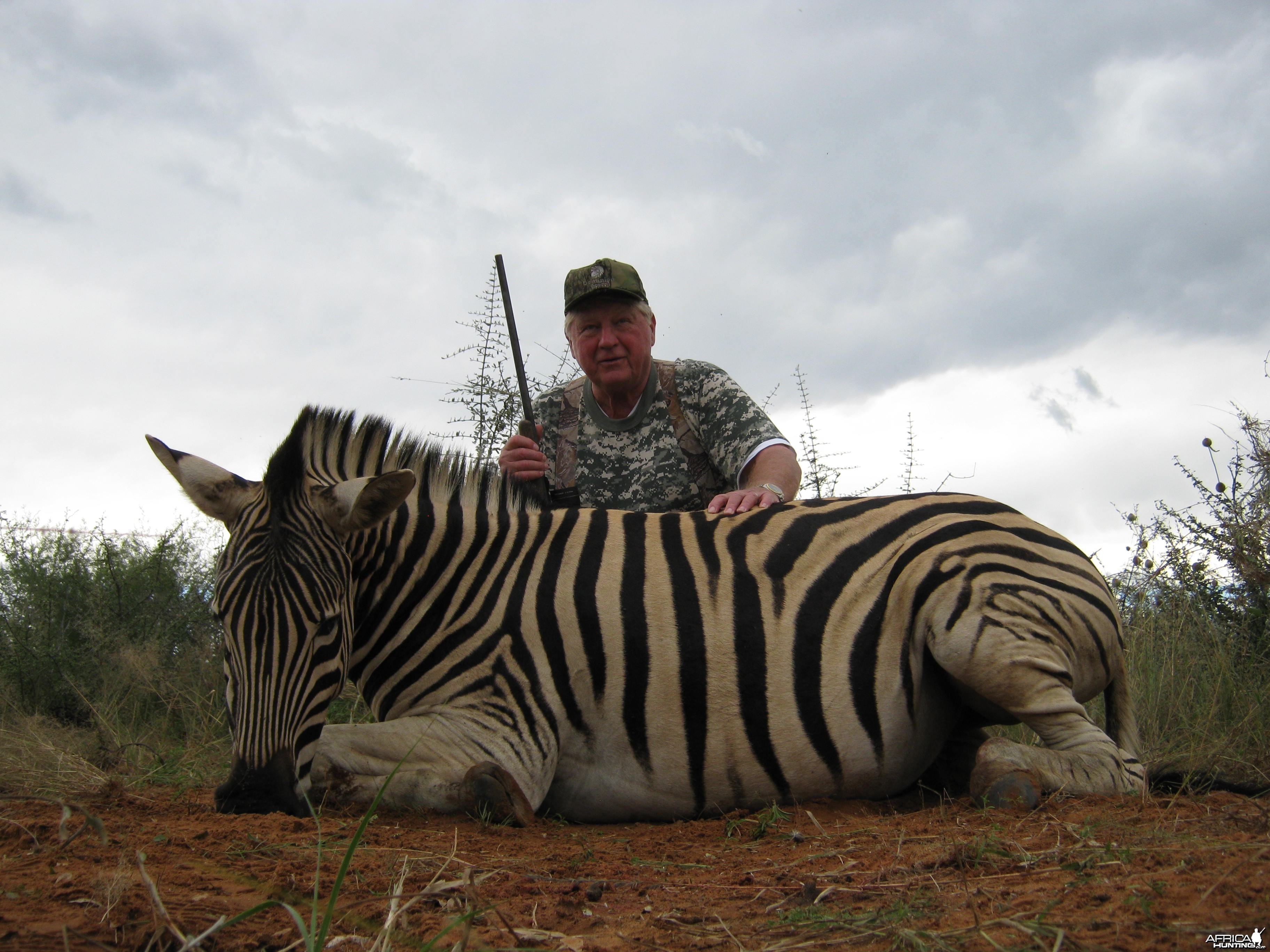 Burchell Zebra with Kowas Hunting Safaris