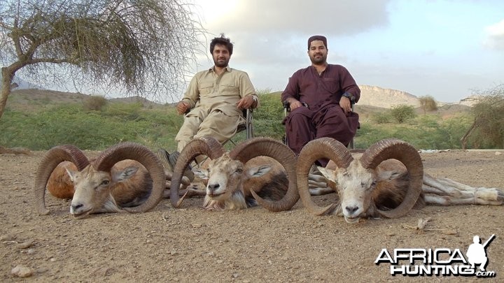 Hunting Sheep in Pakistan