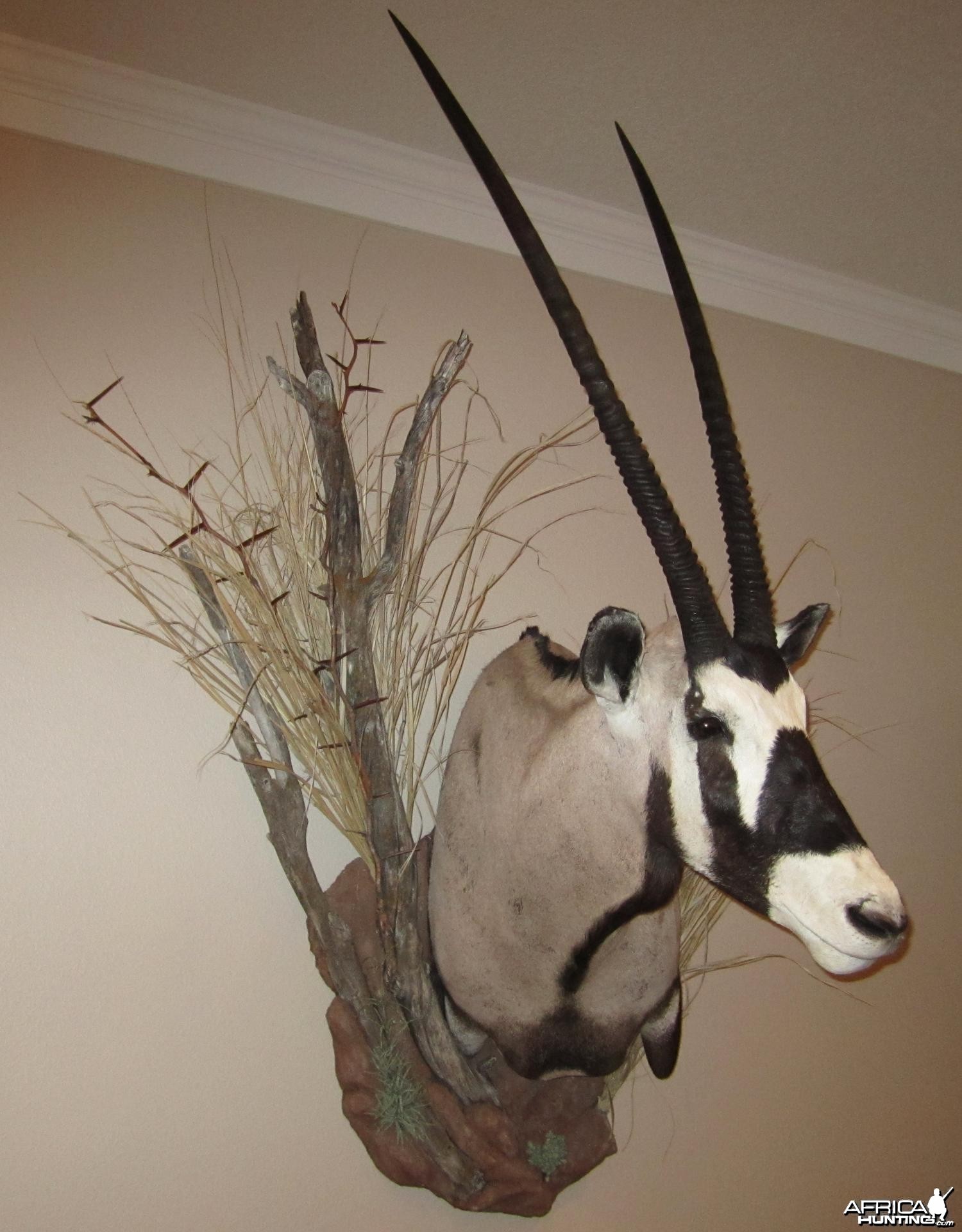 Gemsbok mount