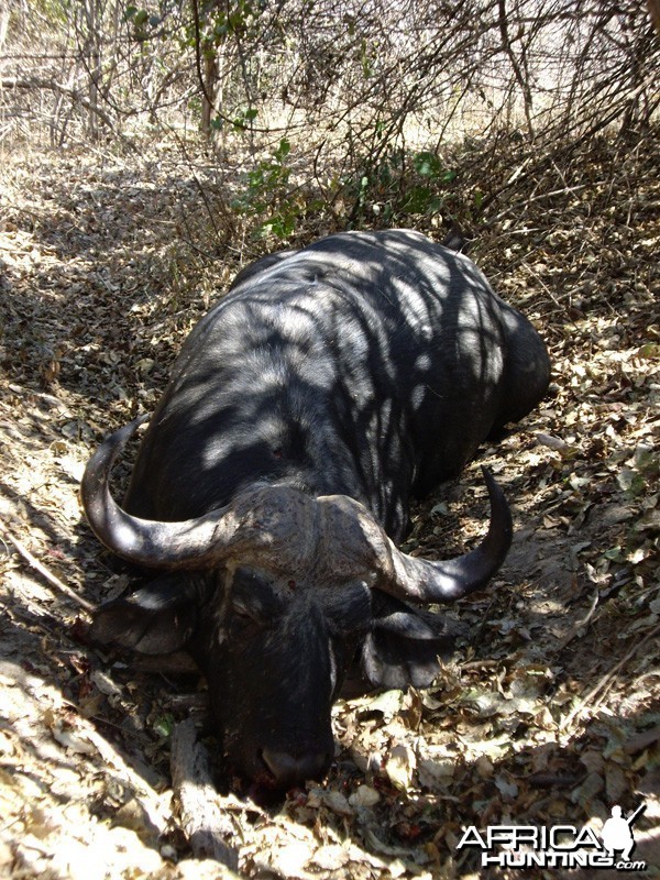 Buffalo hunted in Zimbabwe